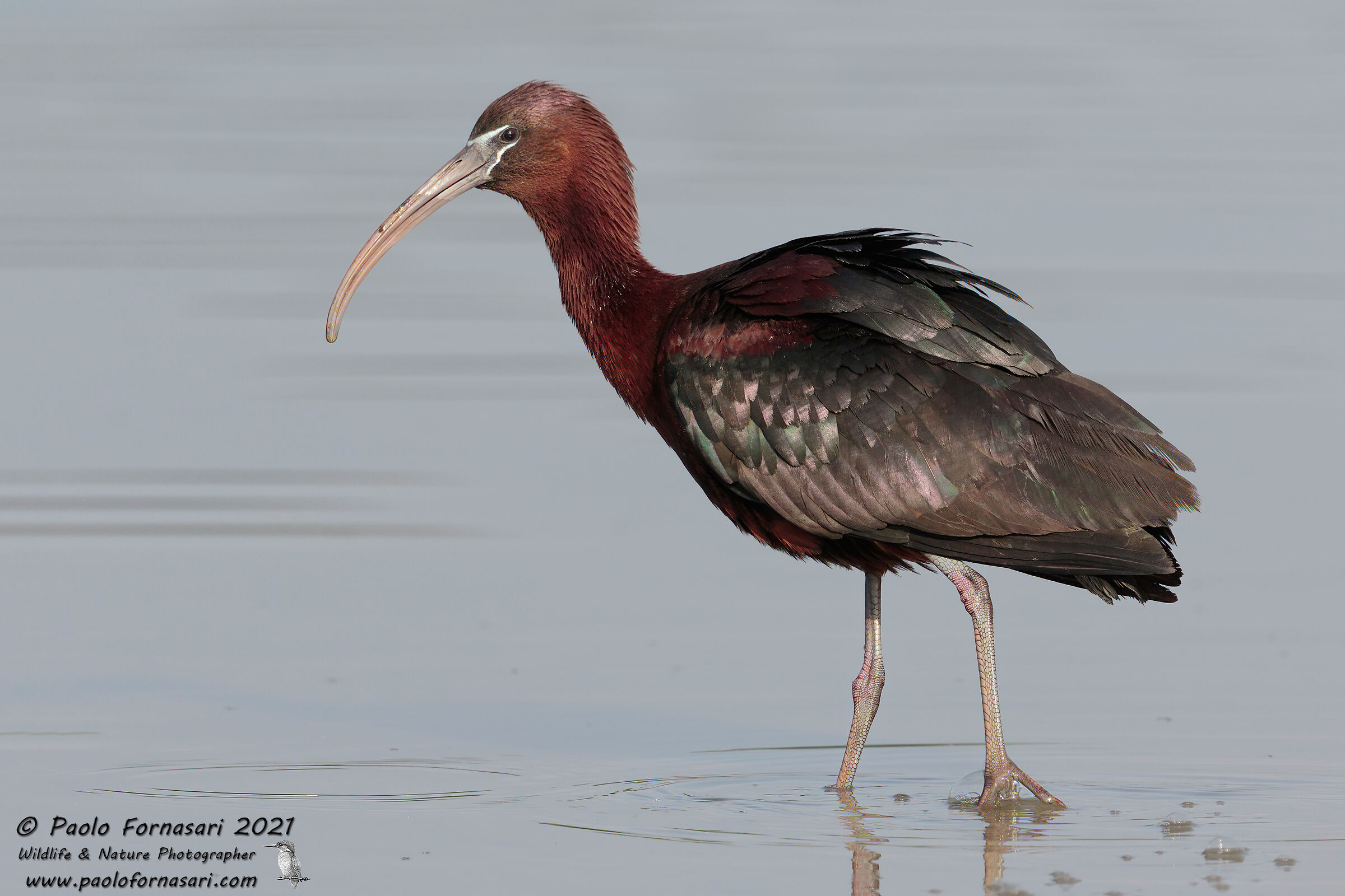 Mignattaio (Plegadis falcinellus)