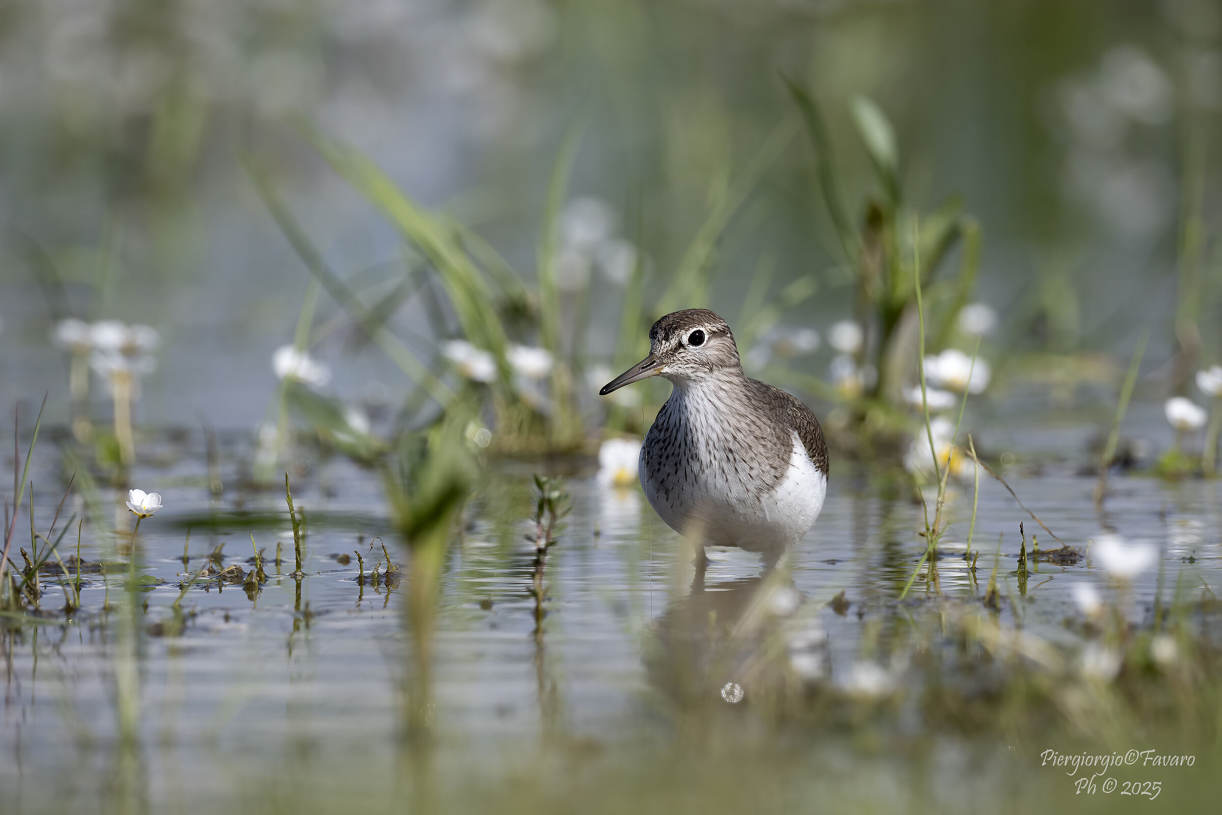 Sandpiper.