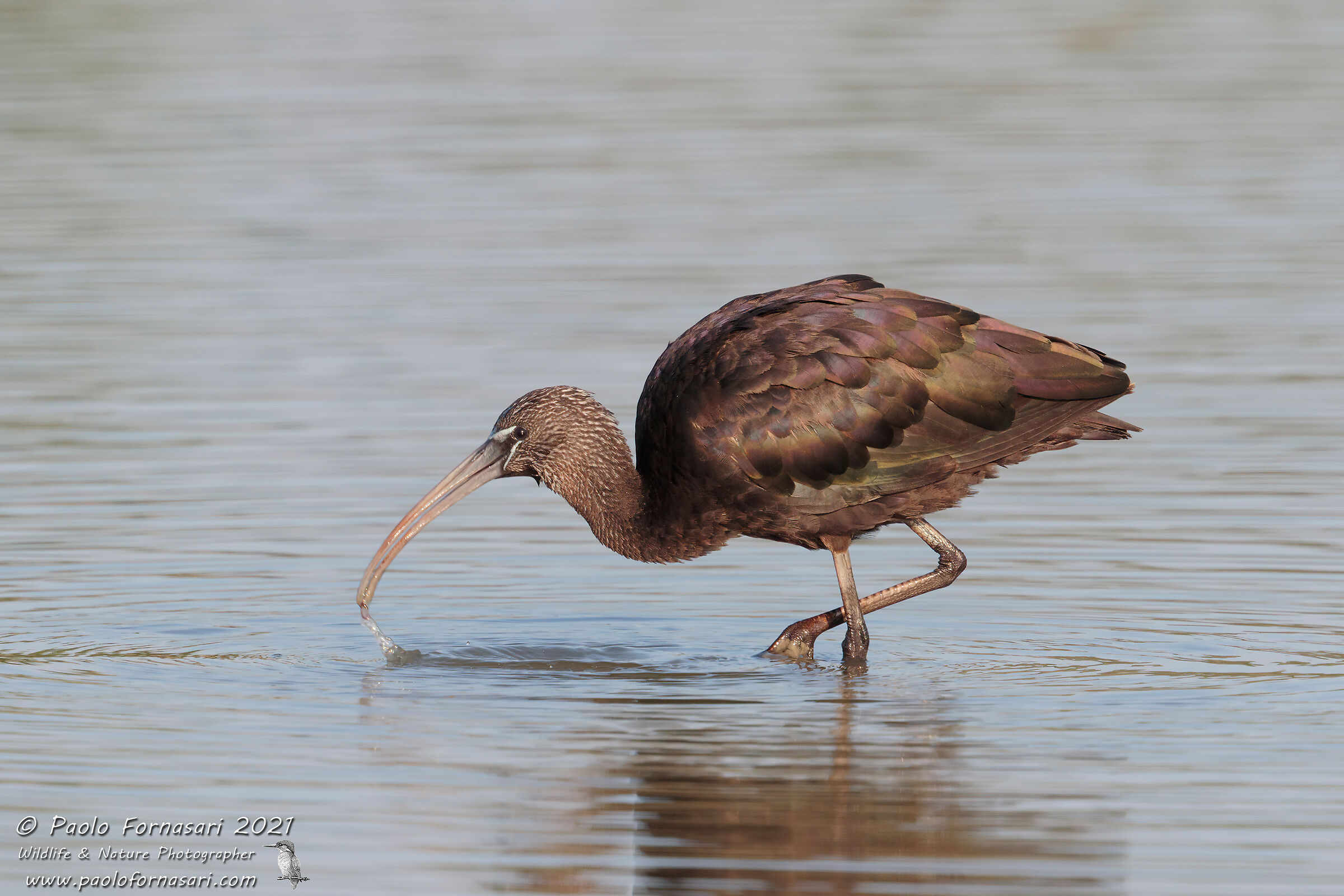 Mignattaio juv. (Plegadis falcinellus)