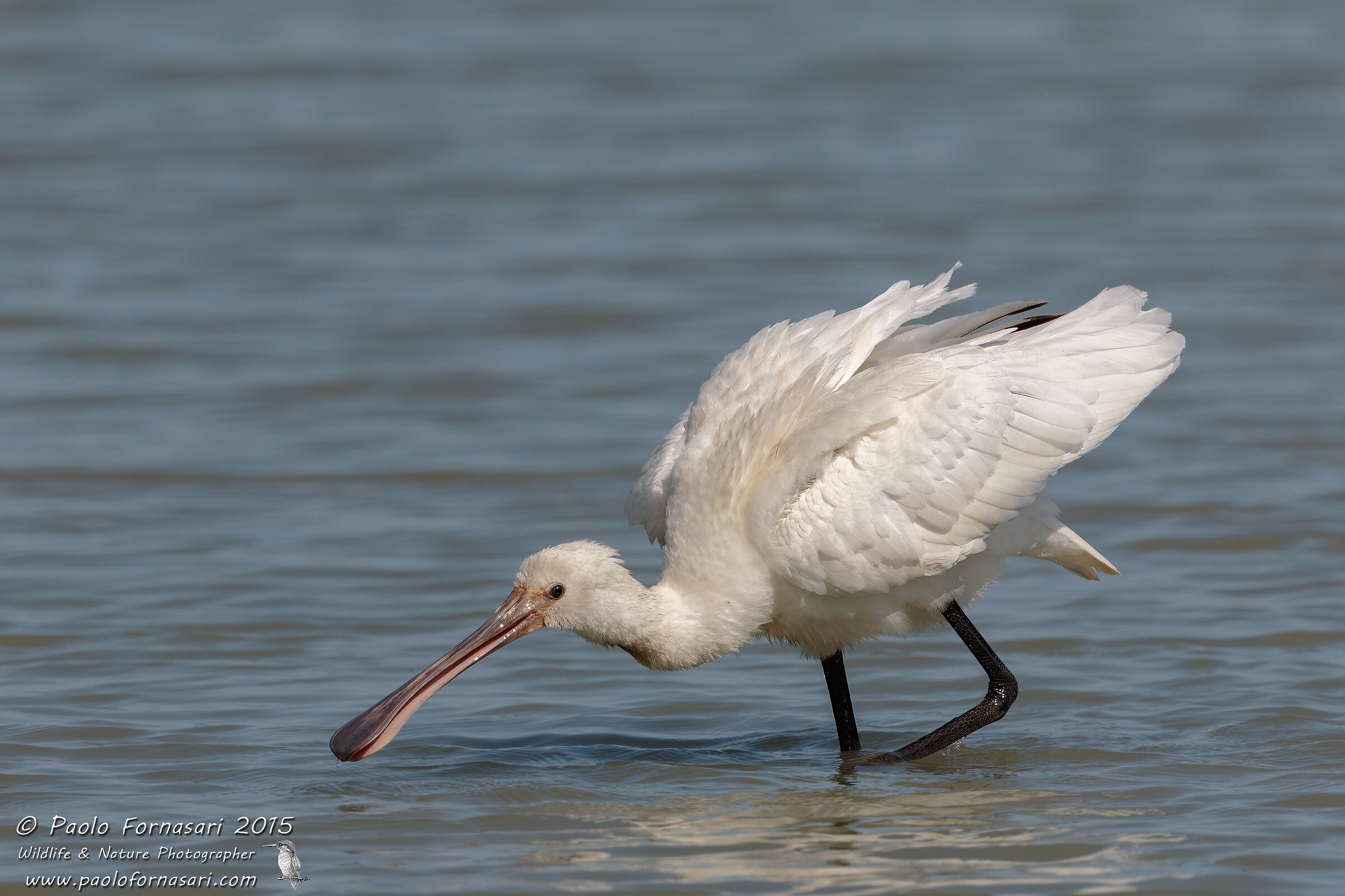Spatola juv. (Platalea leucorodia)