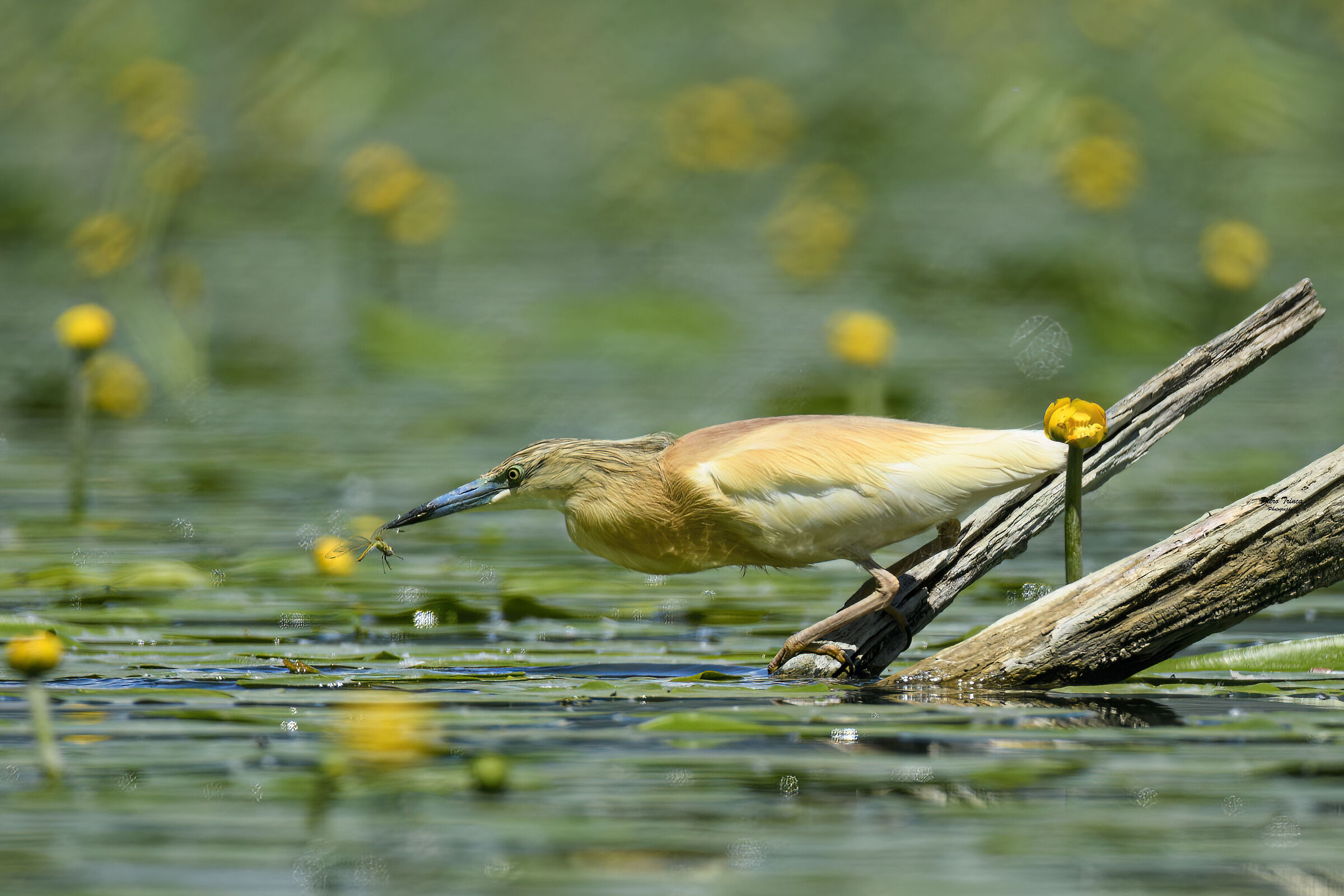 Squacco heron