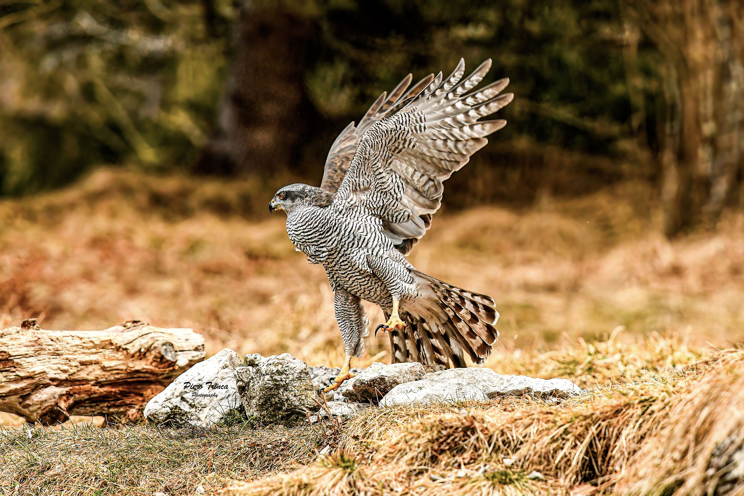 Goshawk