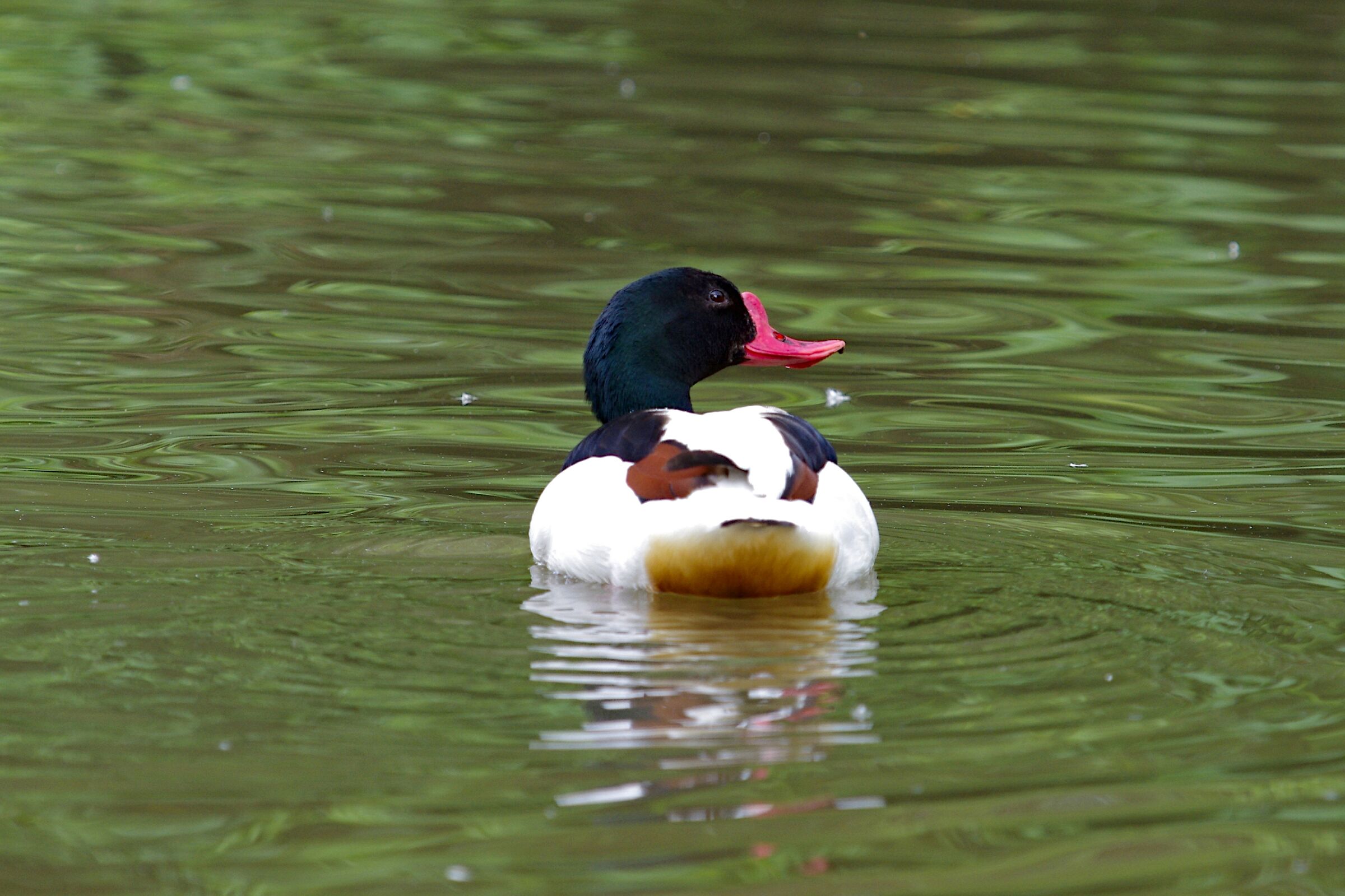 Common shelduck