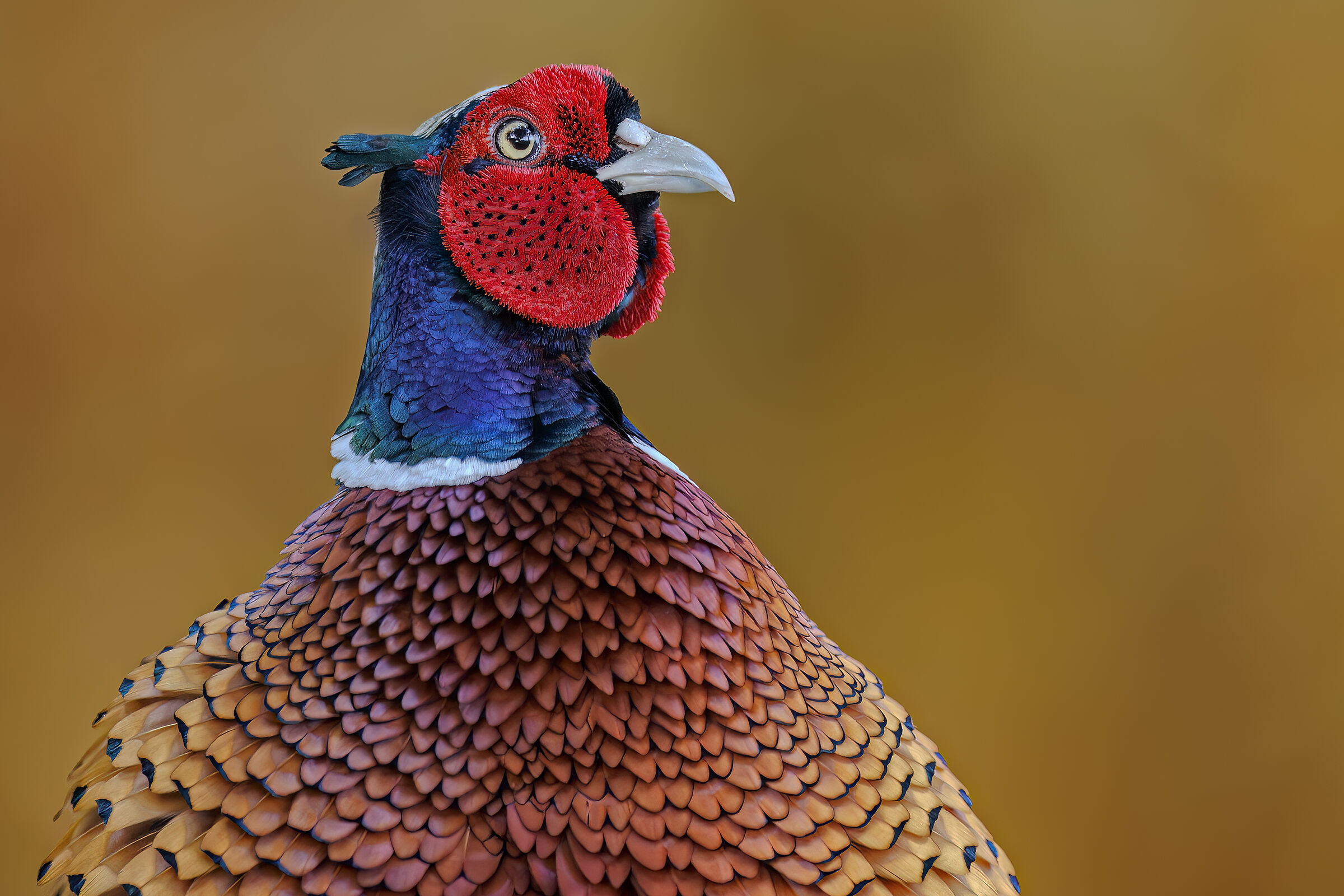 Always in the foreground PHEASANT ?