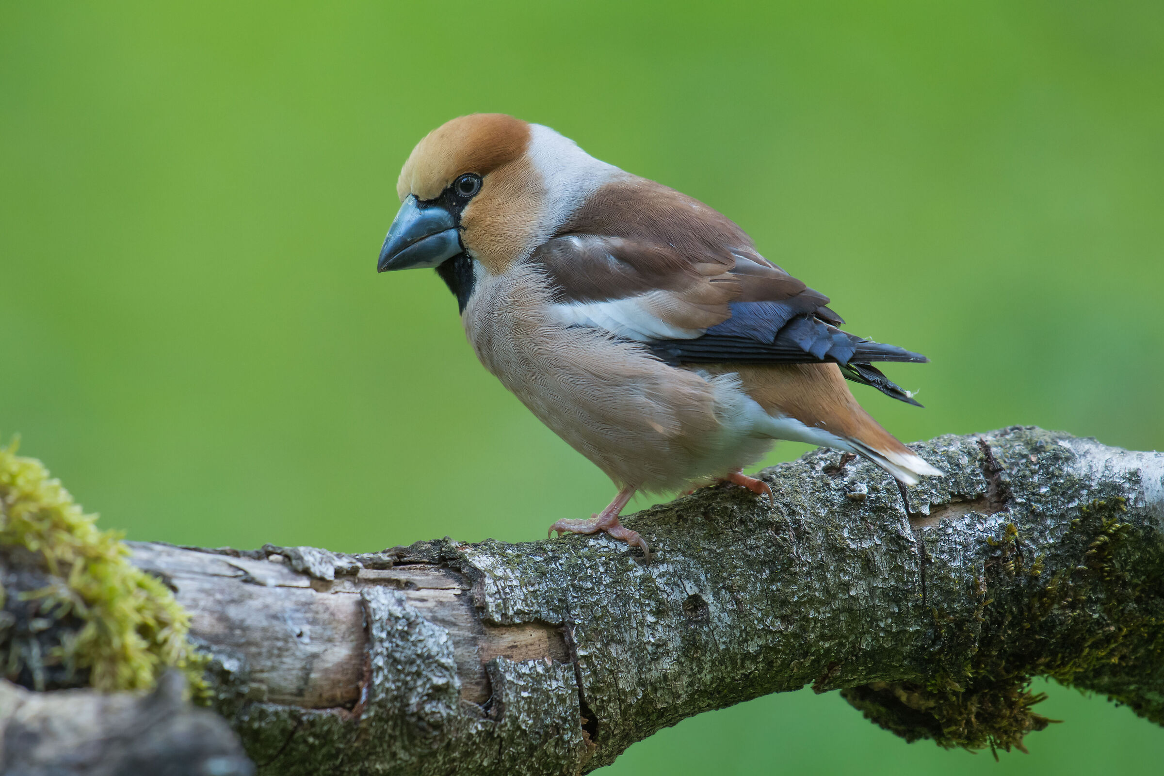 Hawfinch