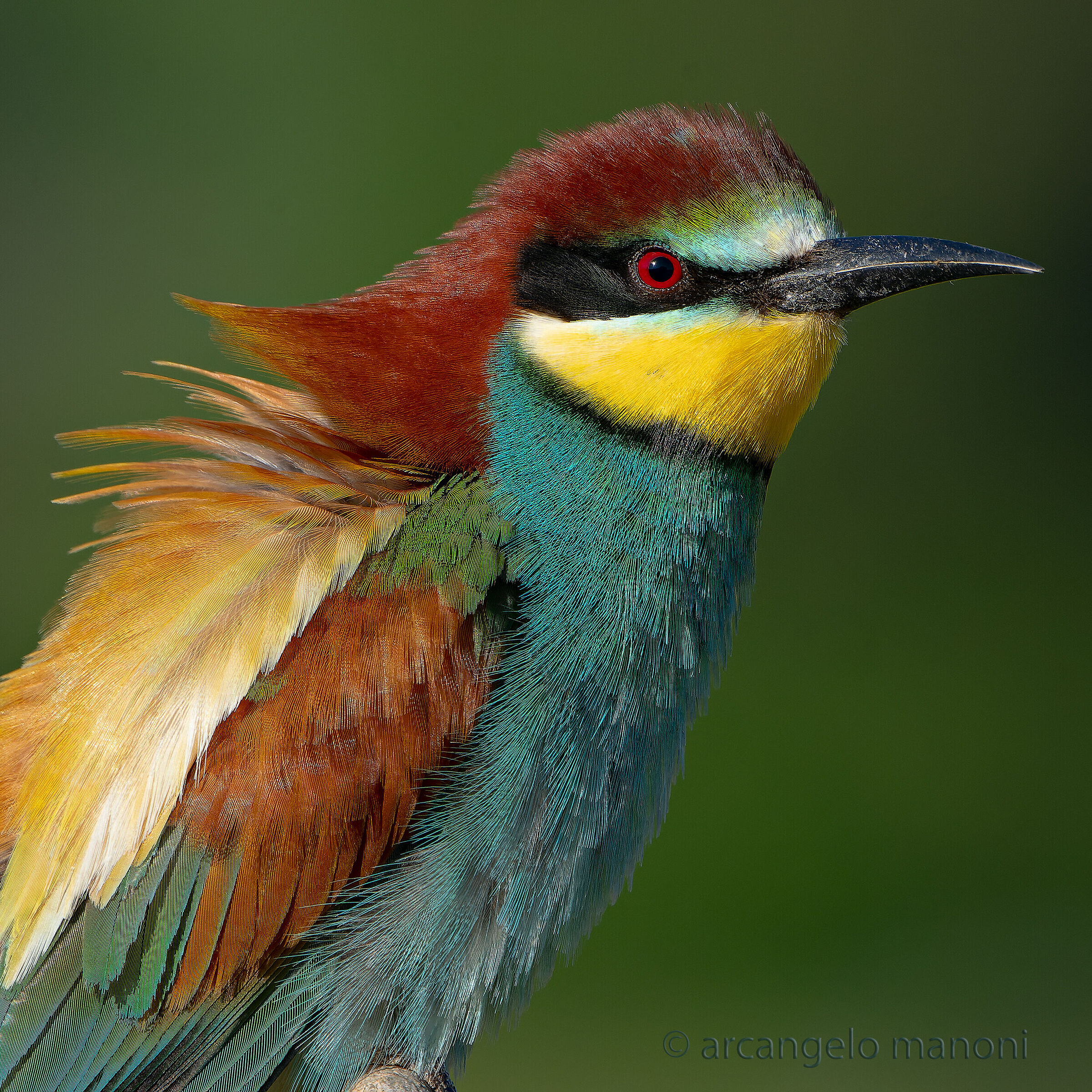 Un gruccione al quadrato