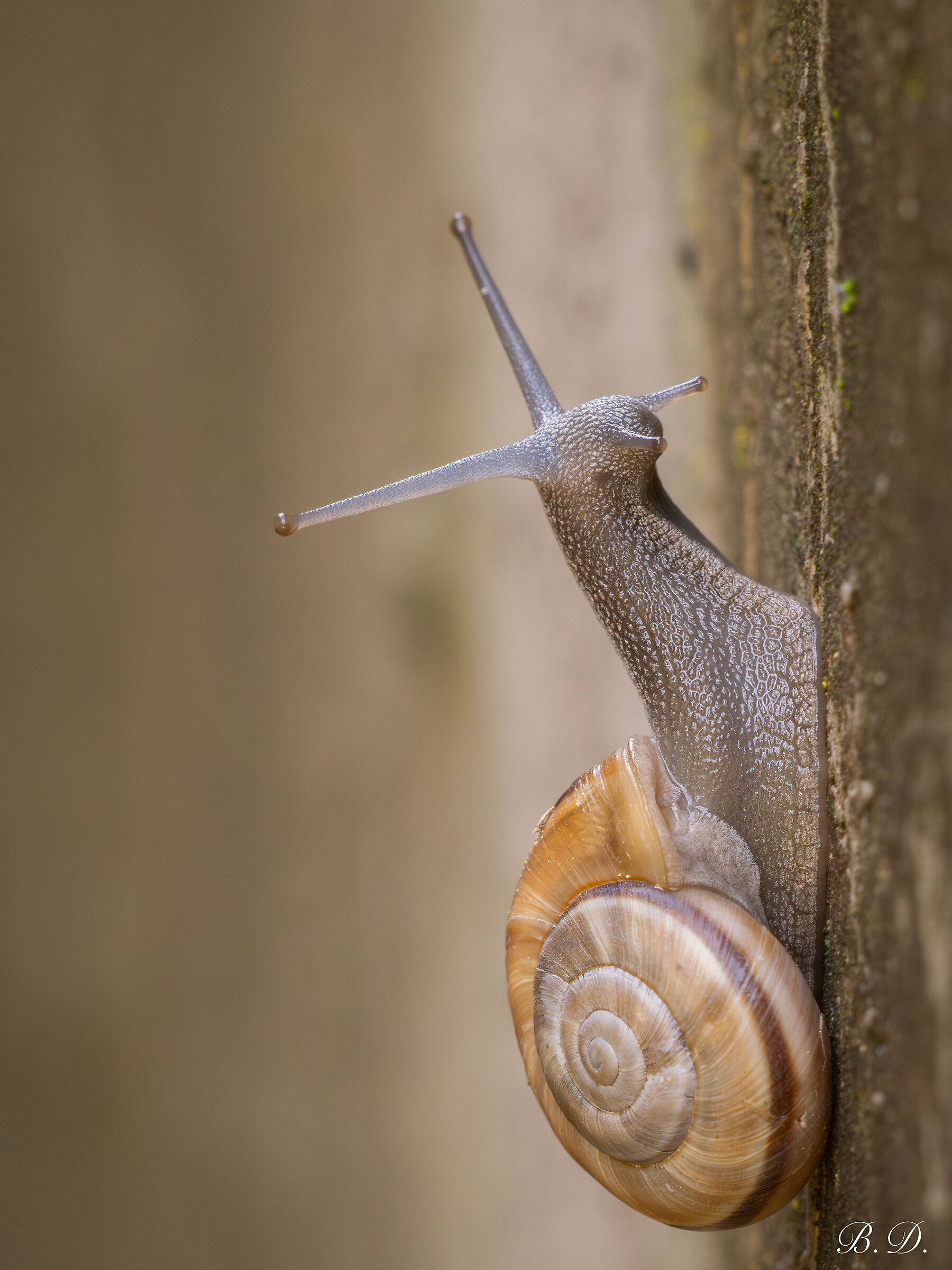 Snail