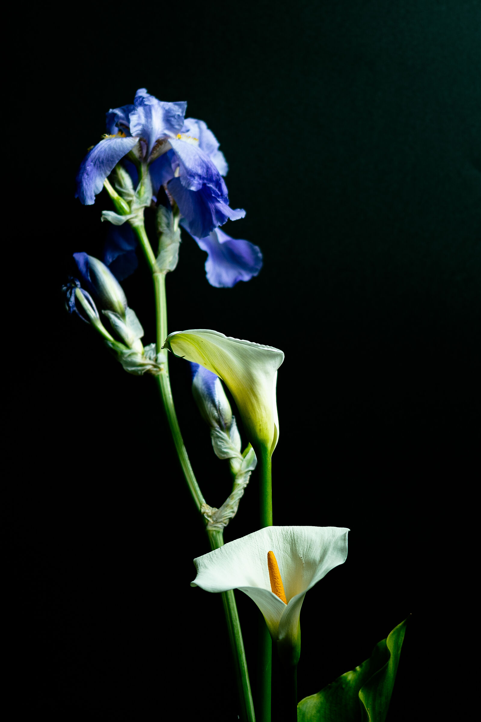 Iris germanica e calle