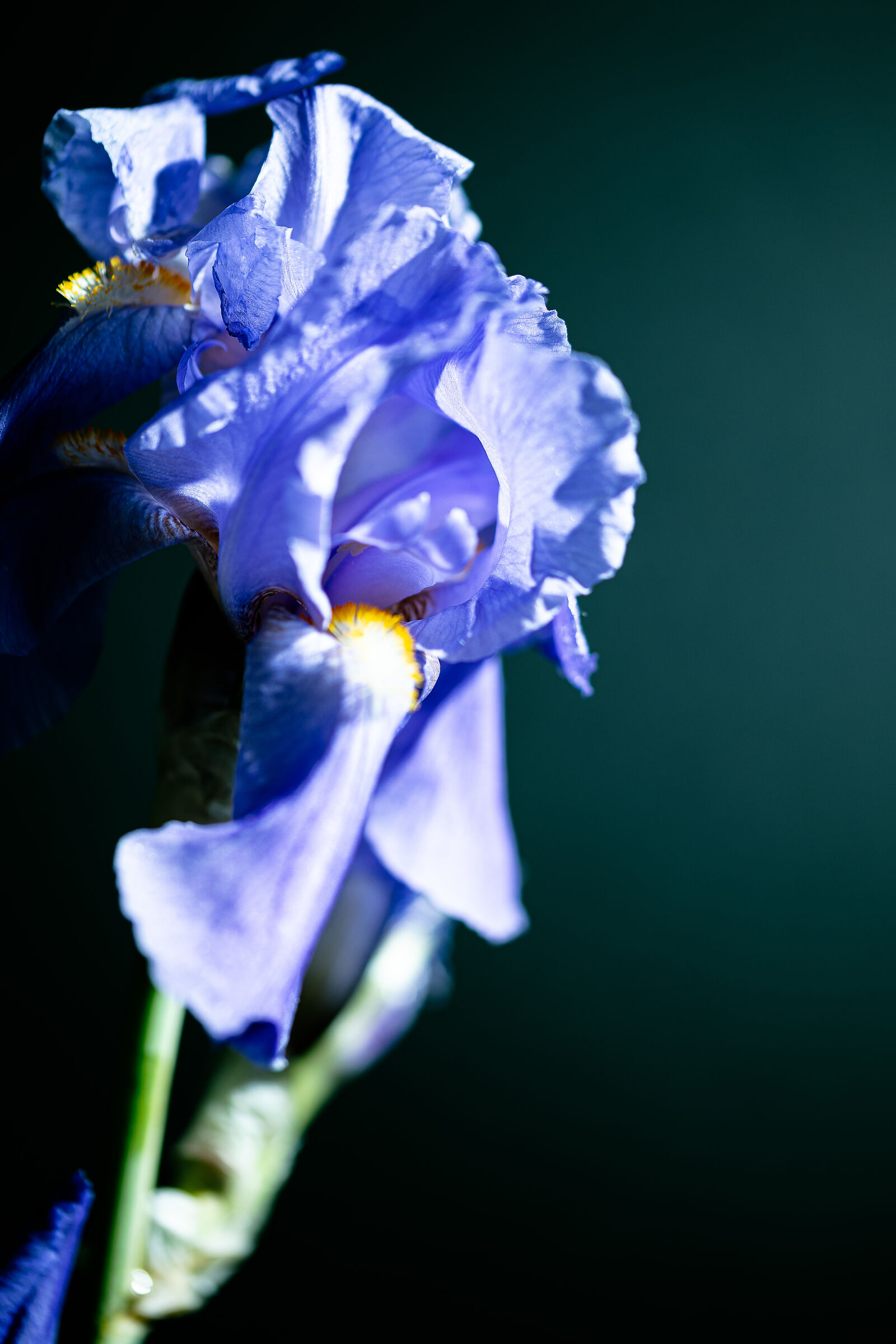 Iris germanica