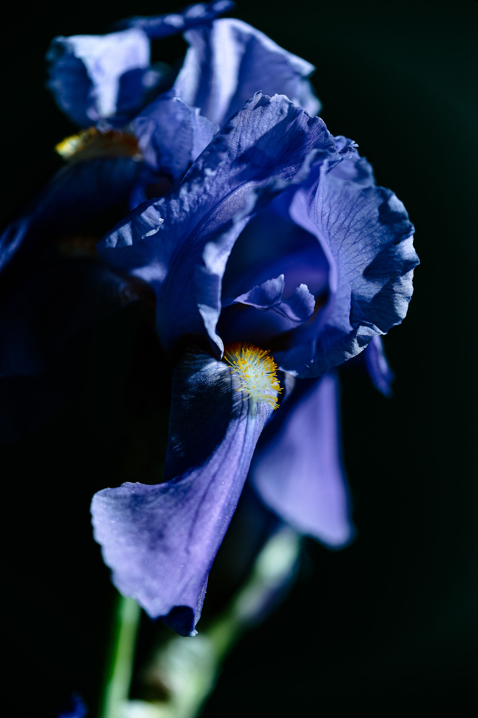 Iris germanica