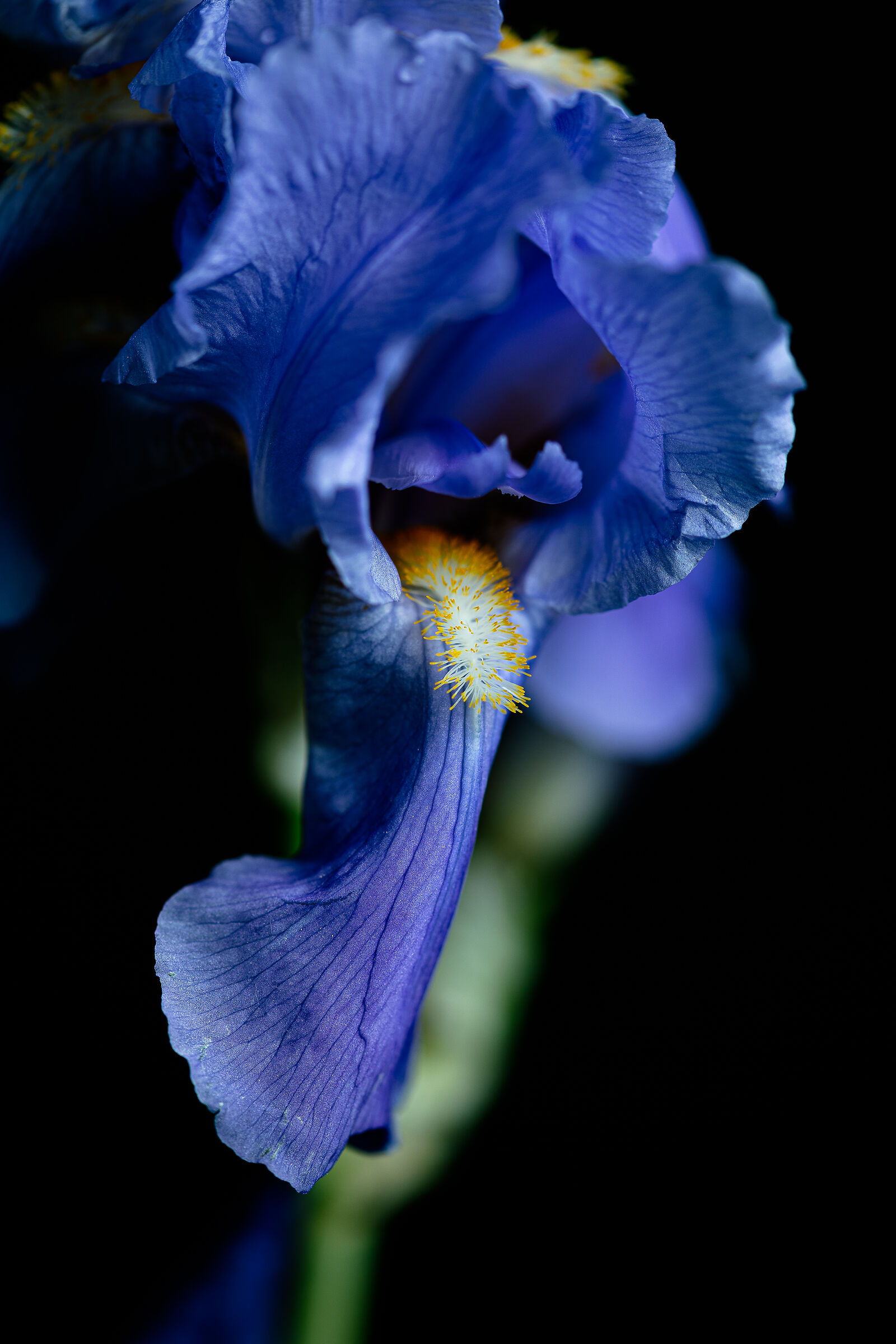 Iris germanica