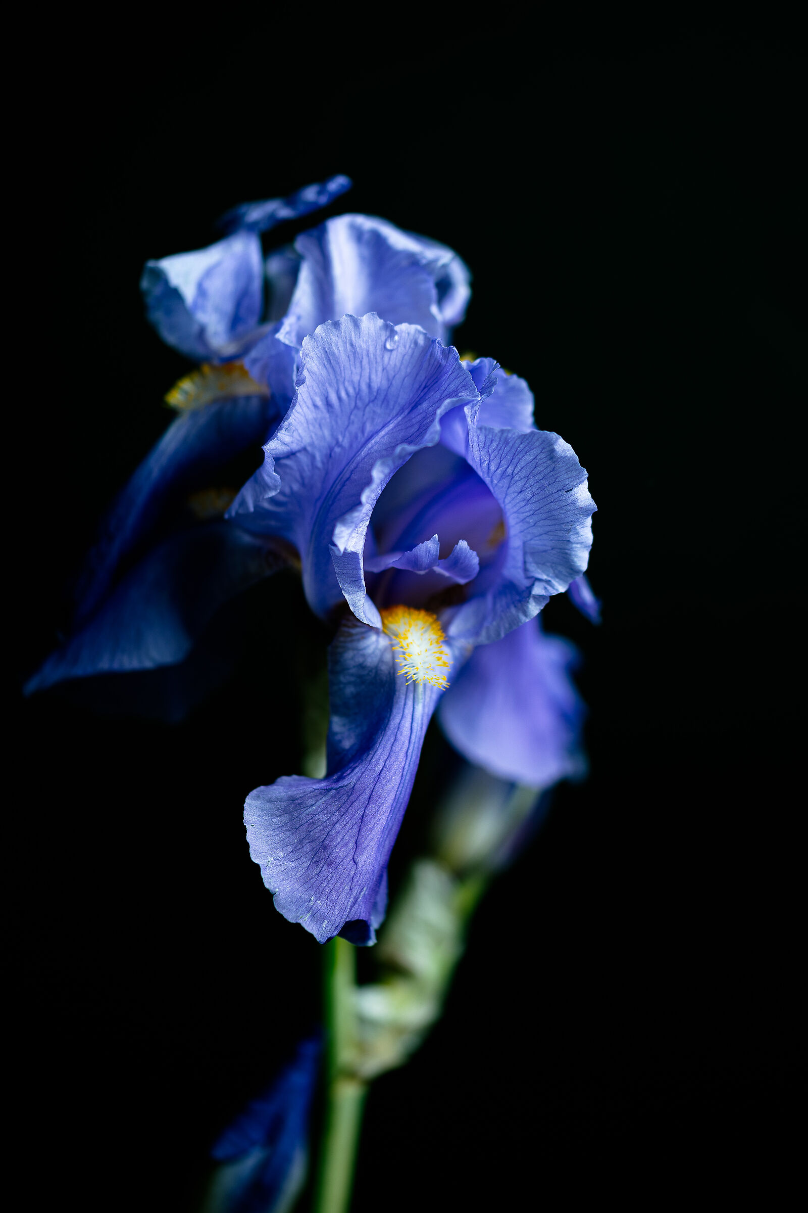Iris germanica