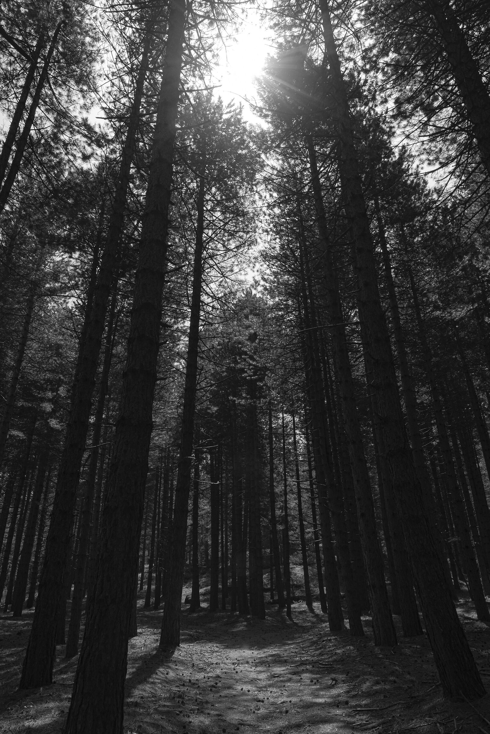 Verticality #2