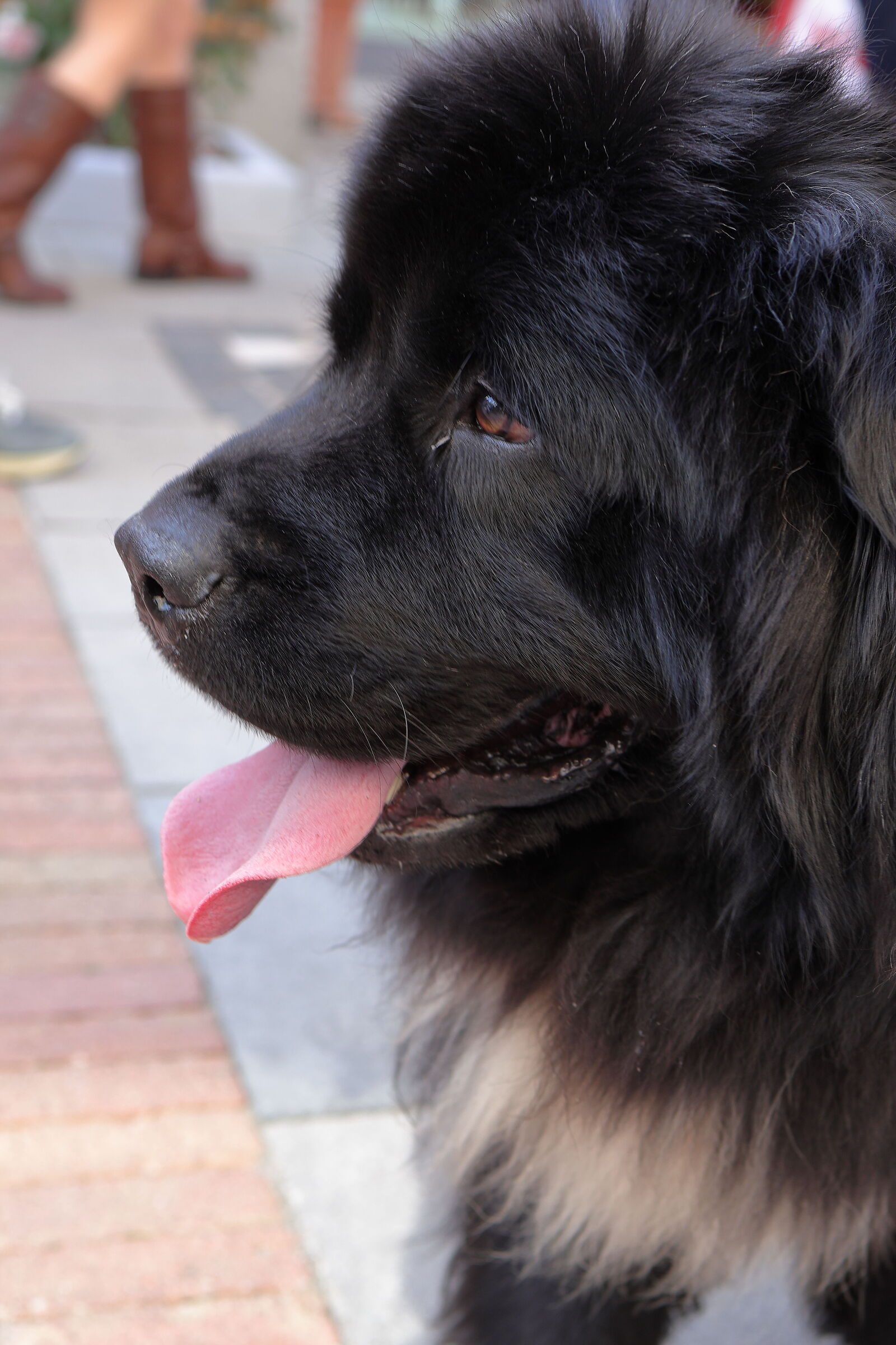 YOUNG NEWFOUNDLAND