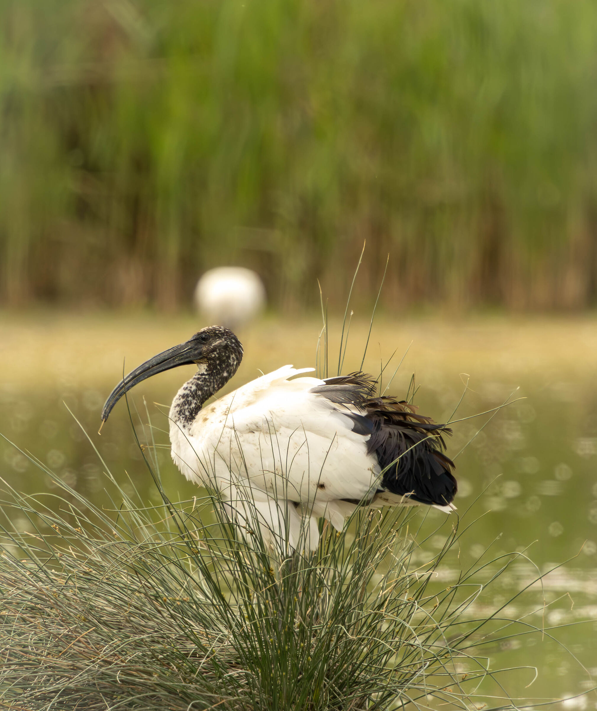 ibis sacro