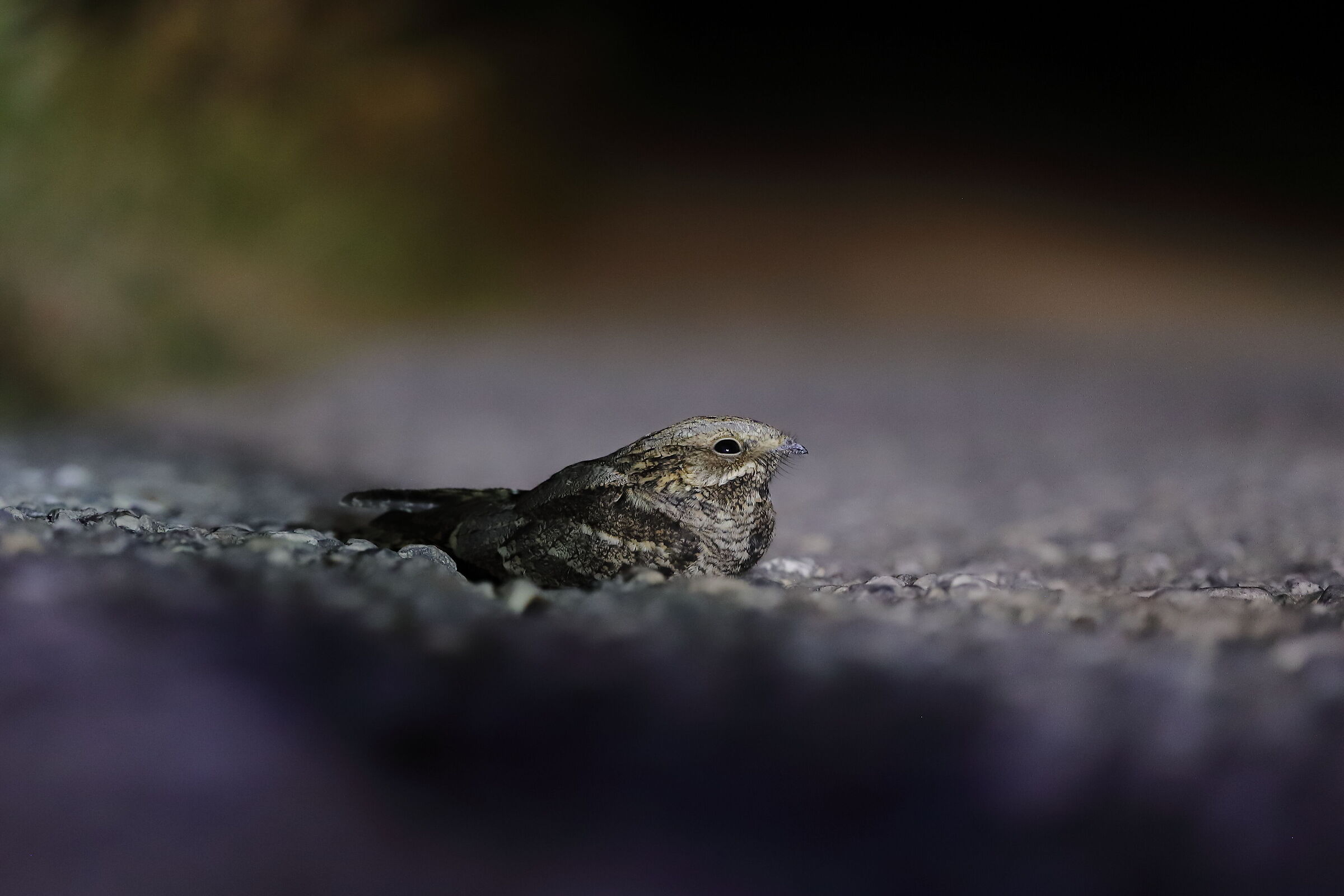 Nightjar