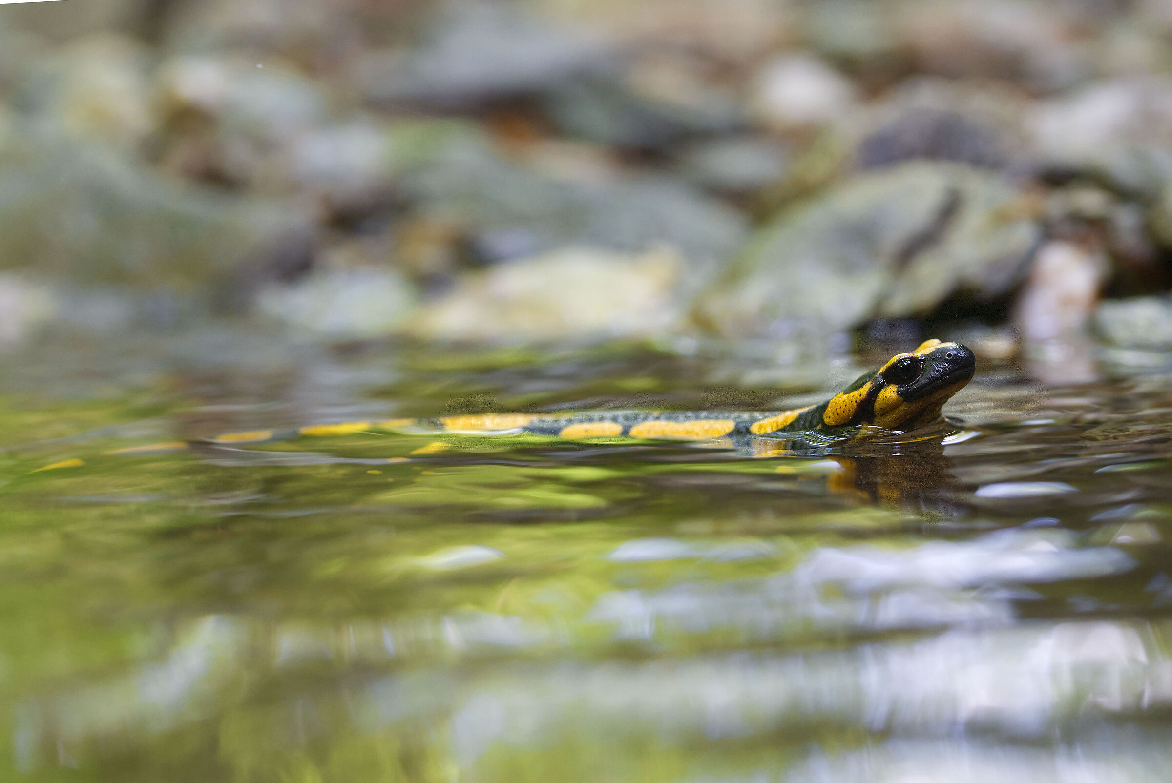 Salamandra in amore