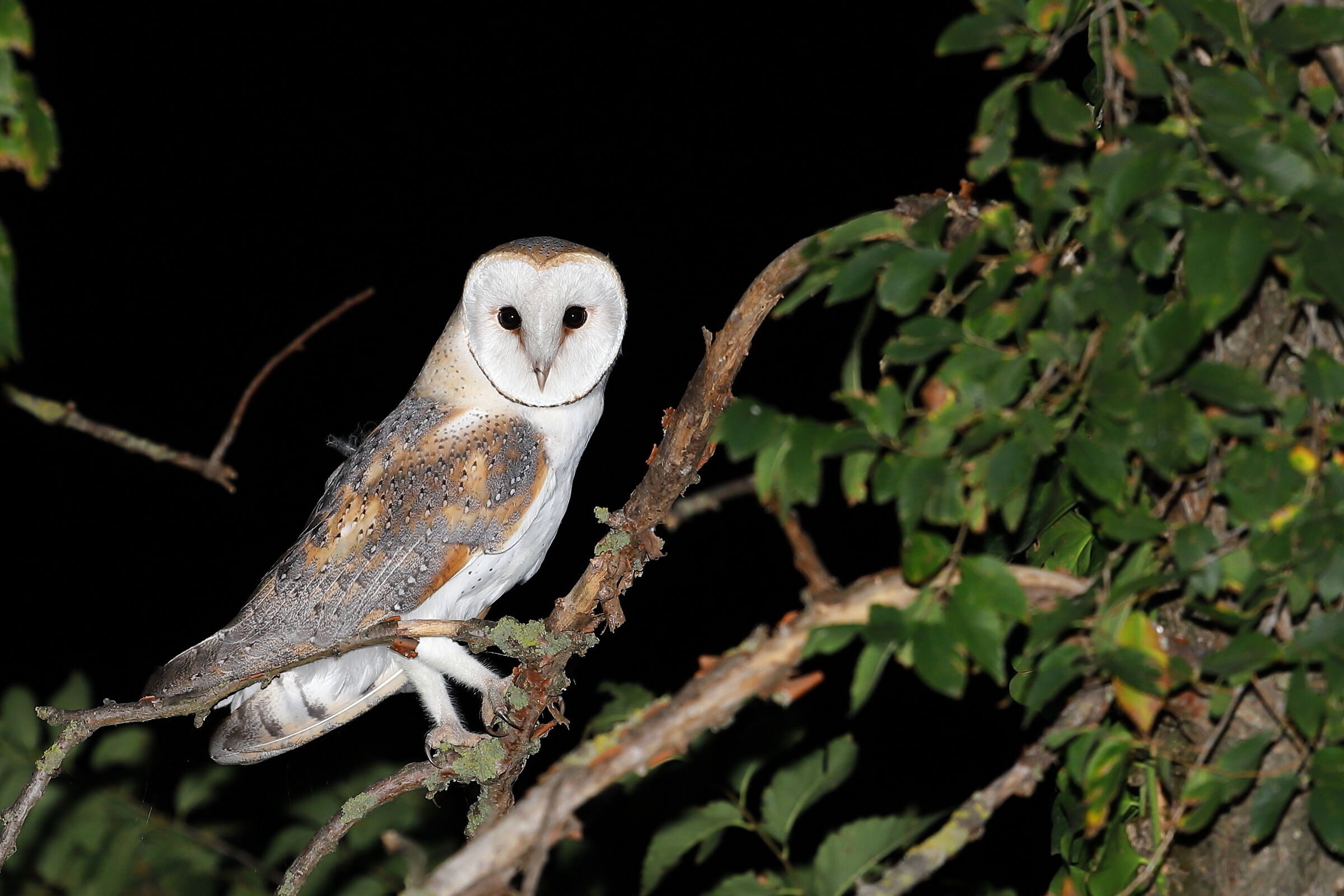 Barn owl