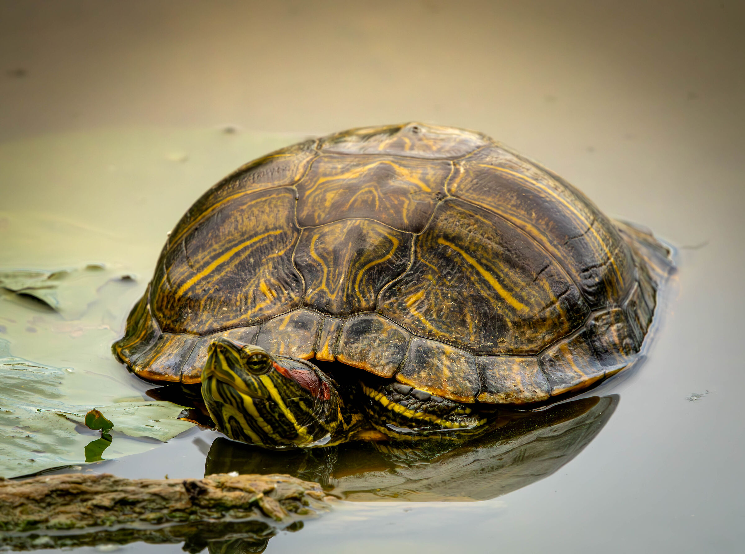 tartarughe palustri