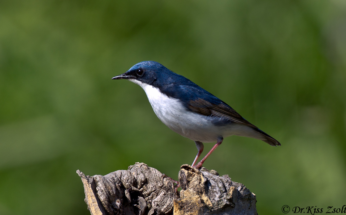 Siberian blu robin