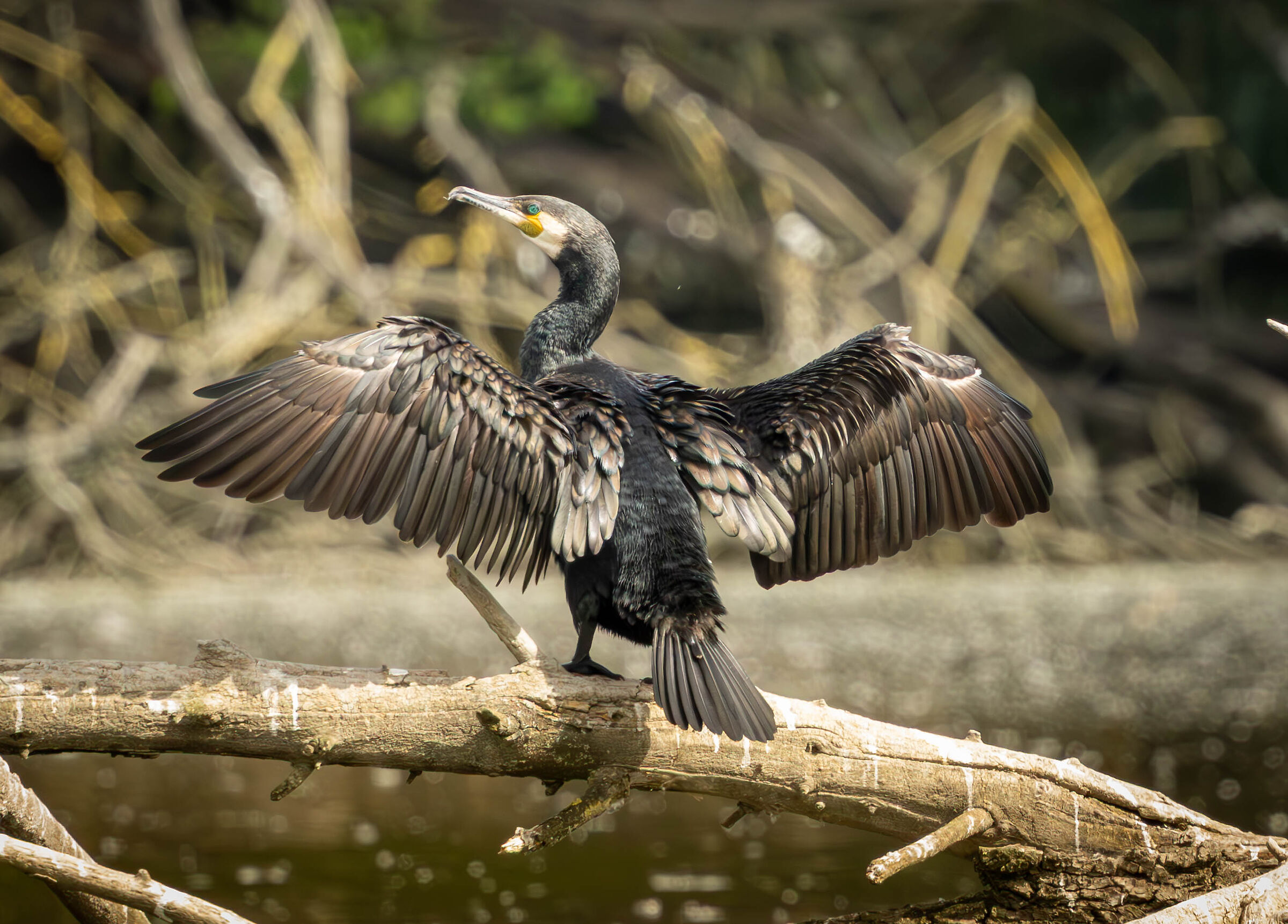 cormorano