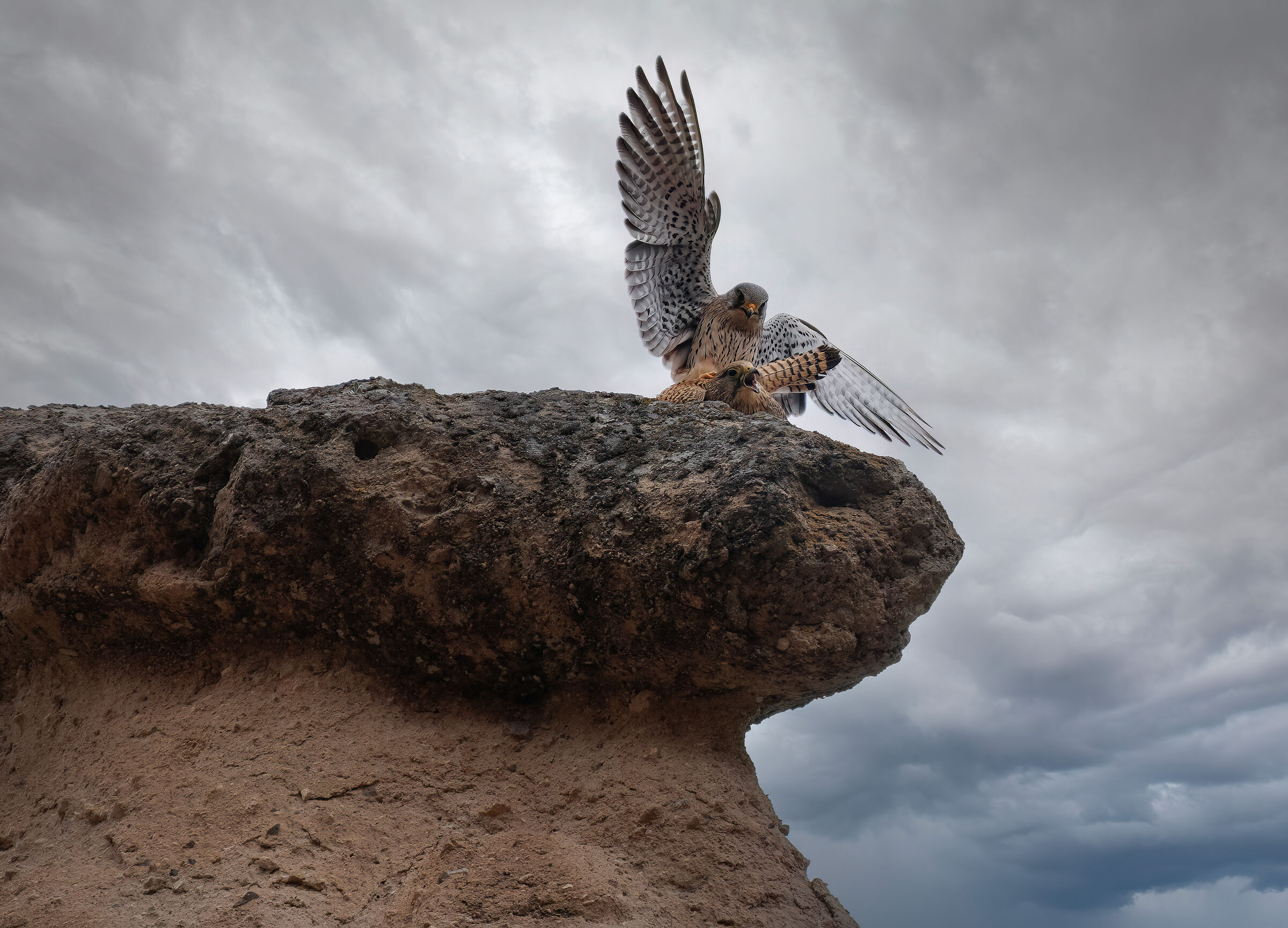 Mating lesser kestrels