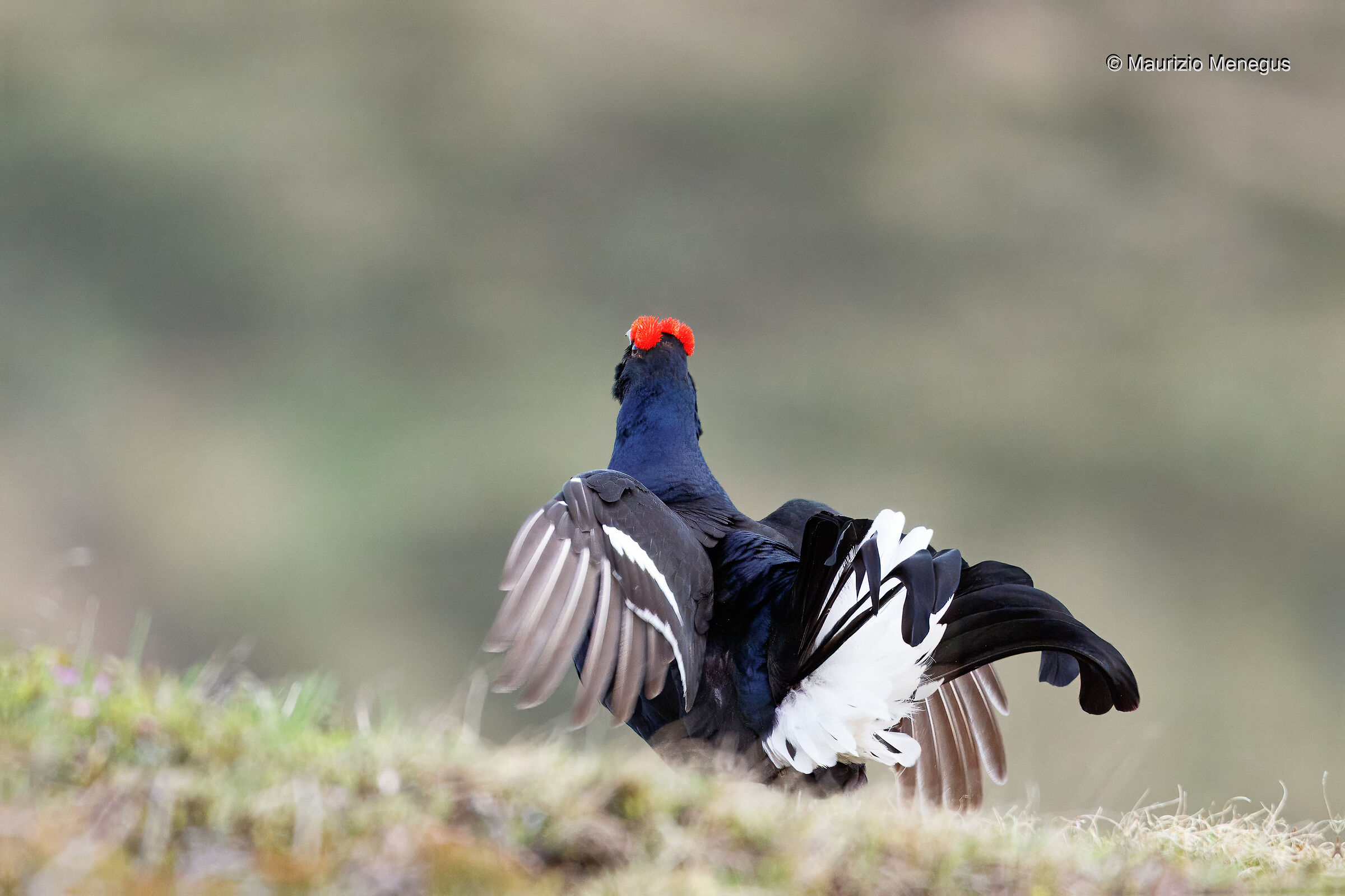 Gallo forcello a maggio - Dolomiti