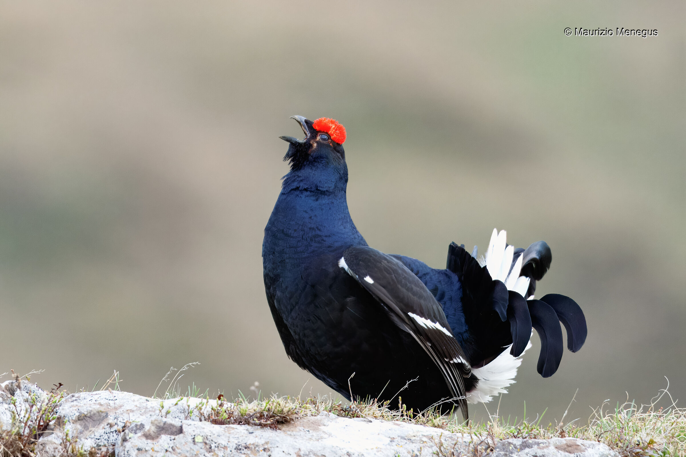 Gallo forcello a maggio - Dolomiti