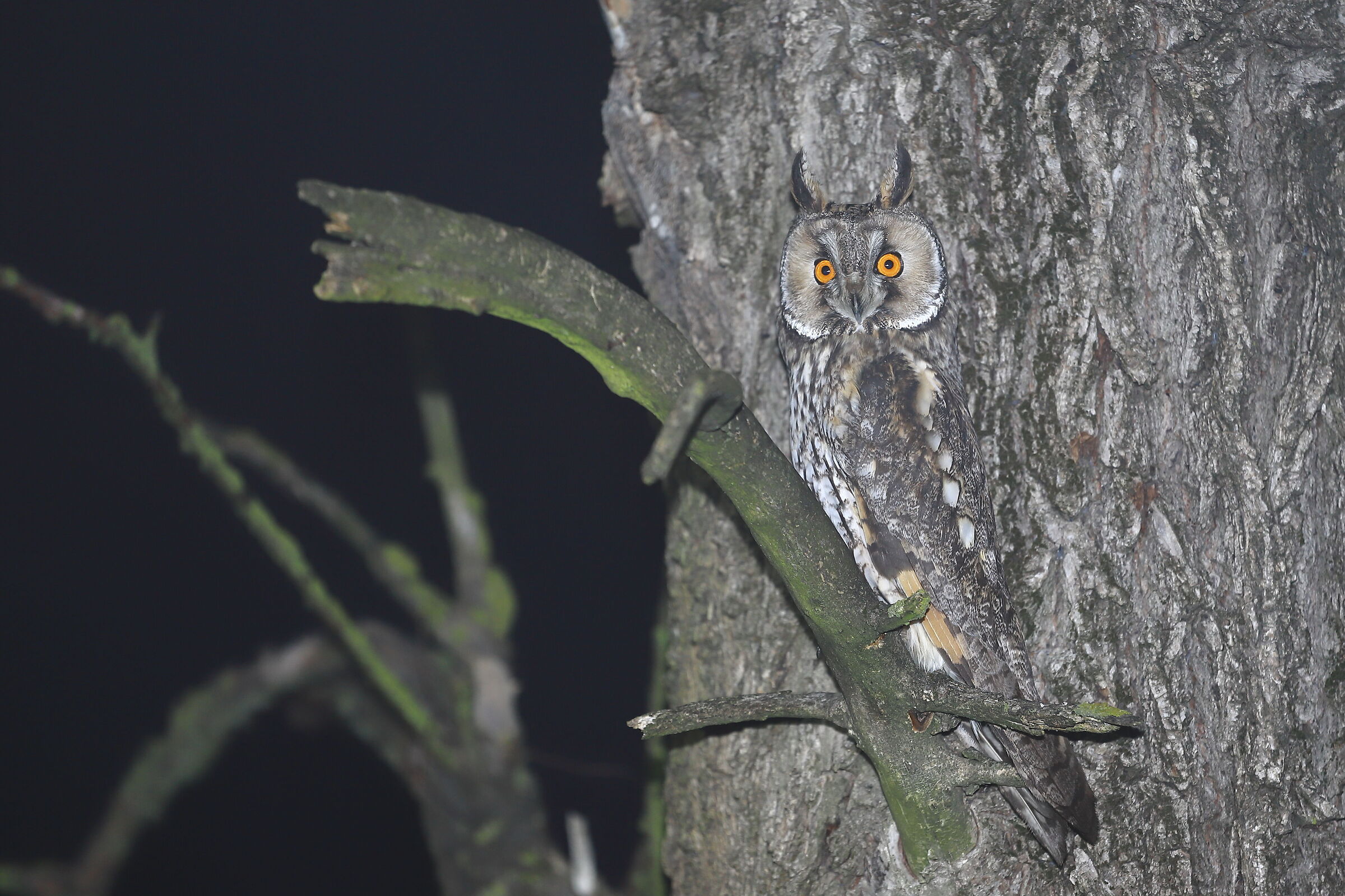 Long-eared owl