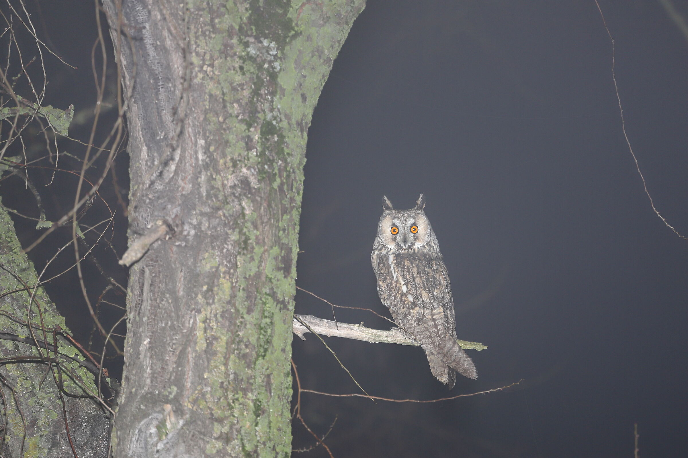 Long-eared owl