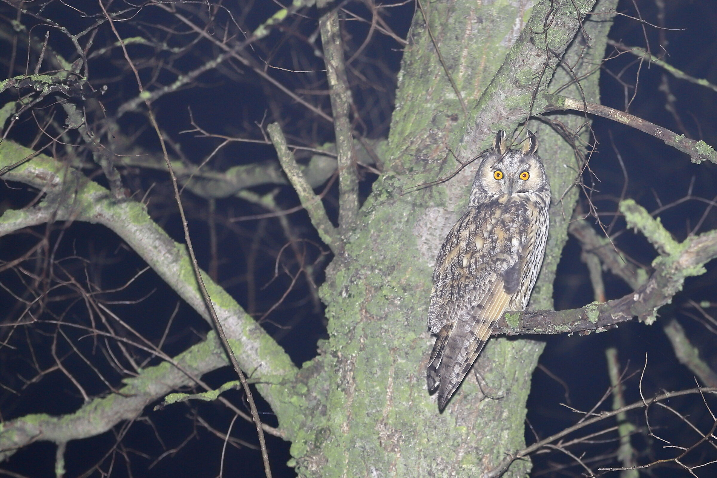 Long-eared owl