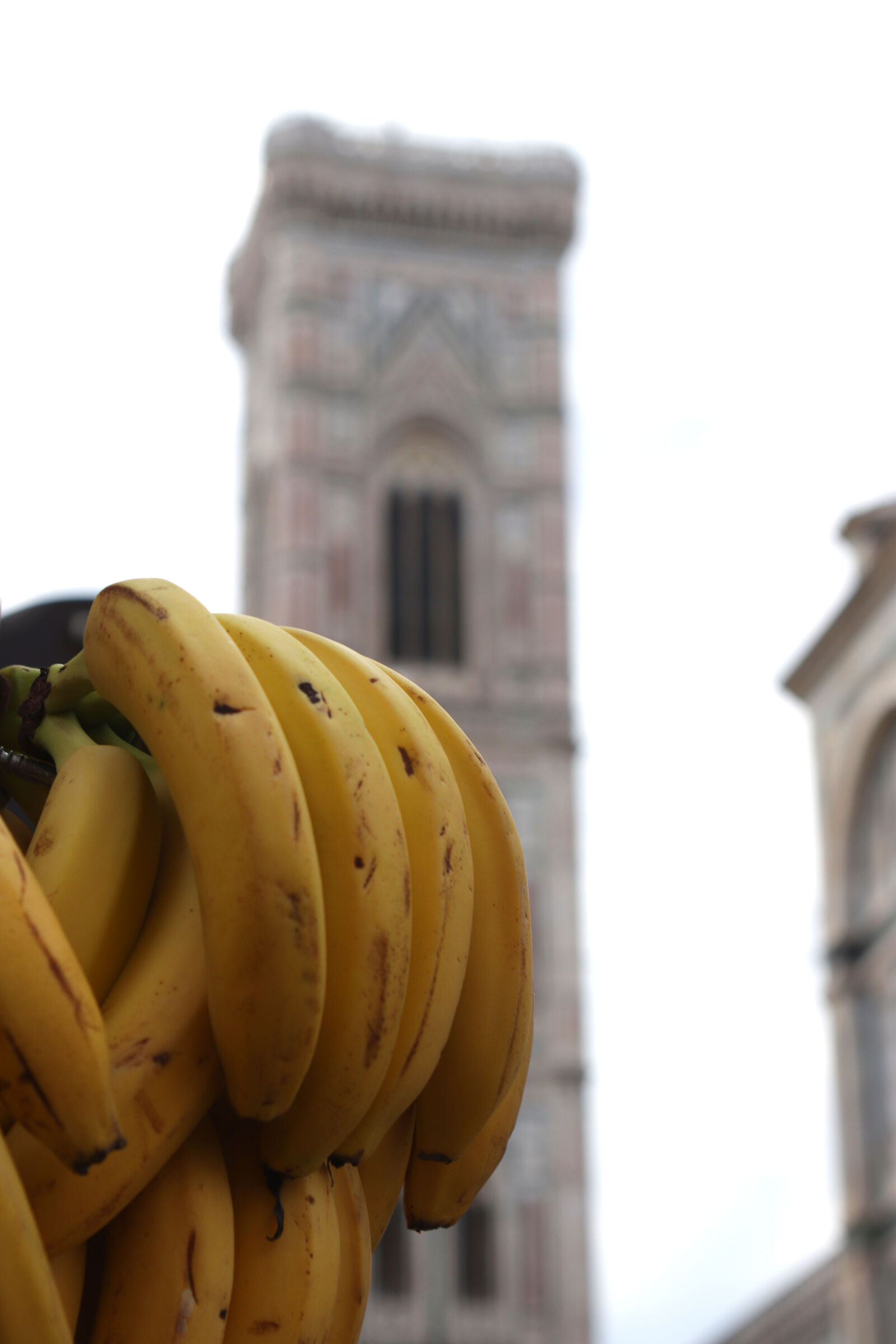 Il bananile di Giotto