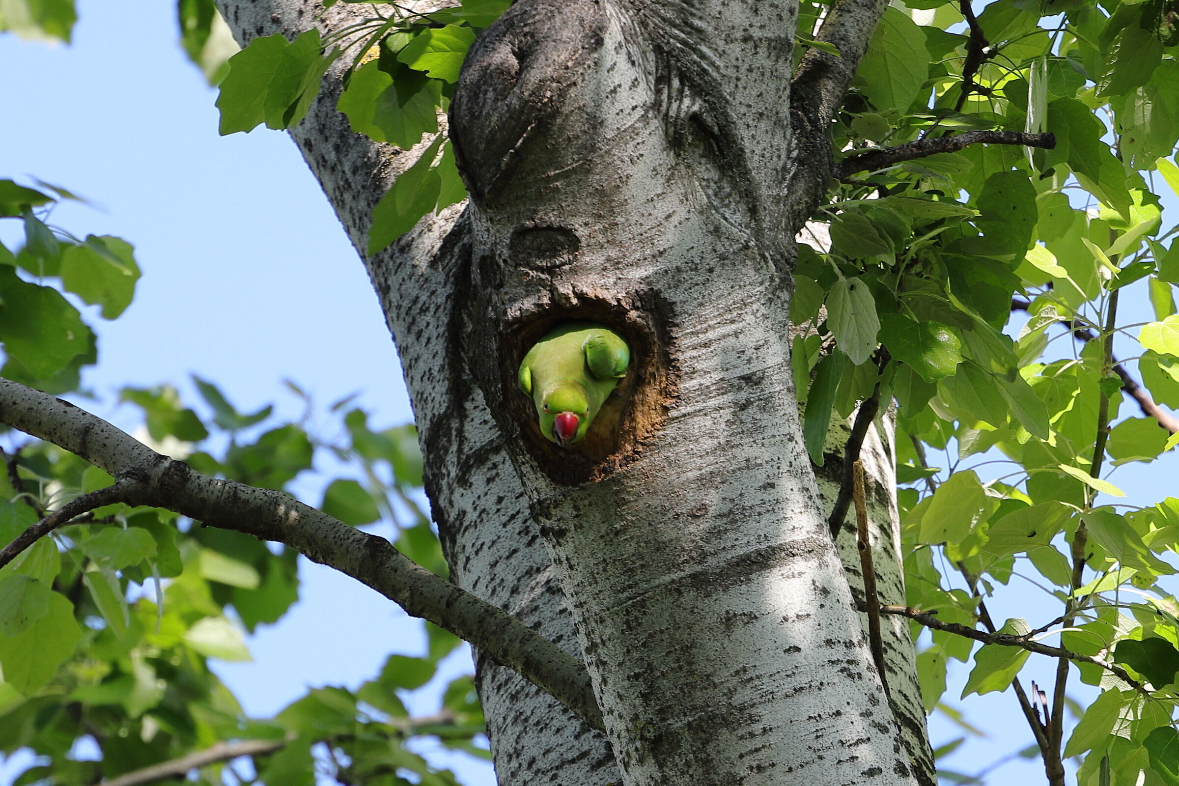 Collared Parakeet