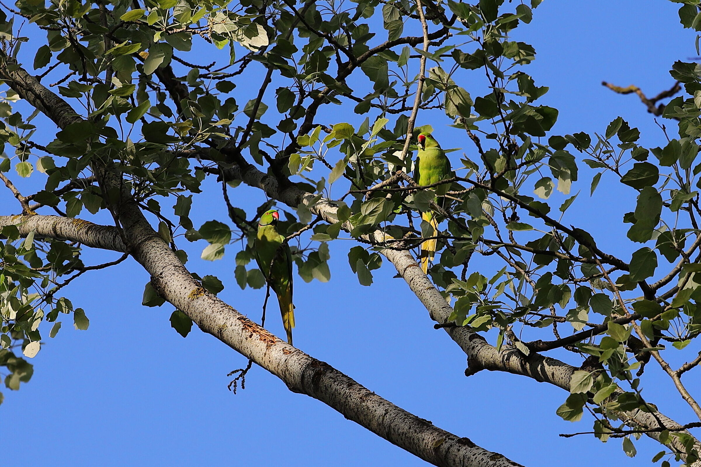 Collared Parakeet
