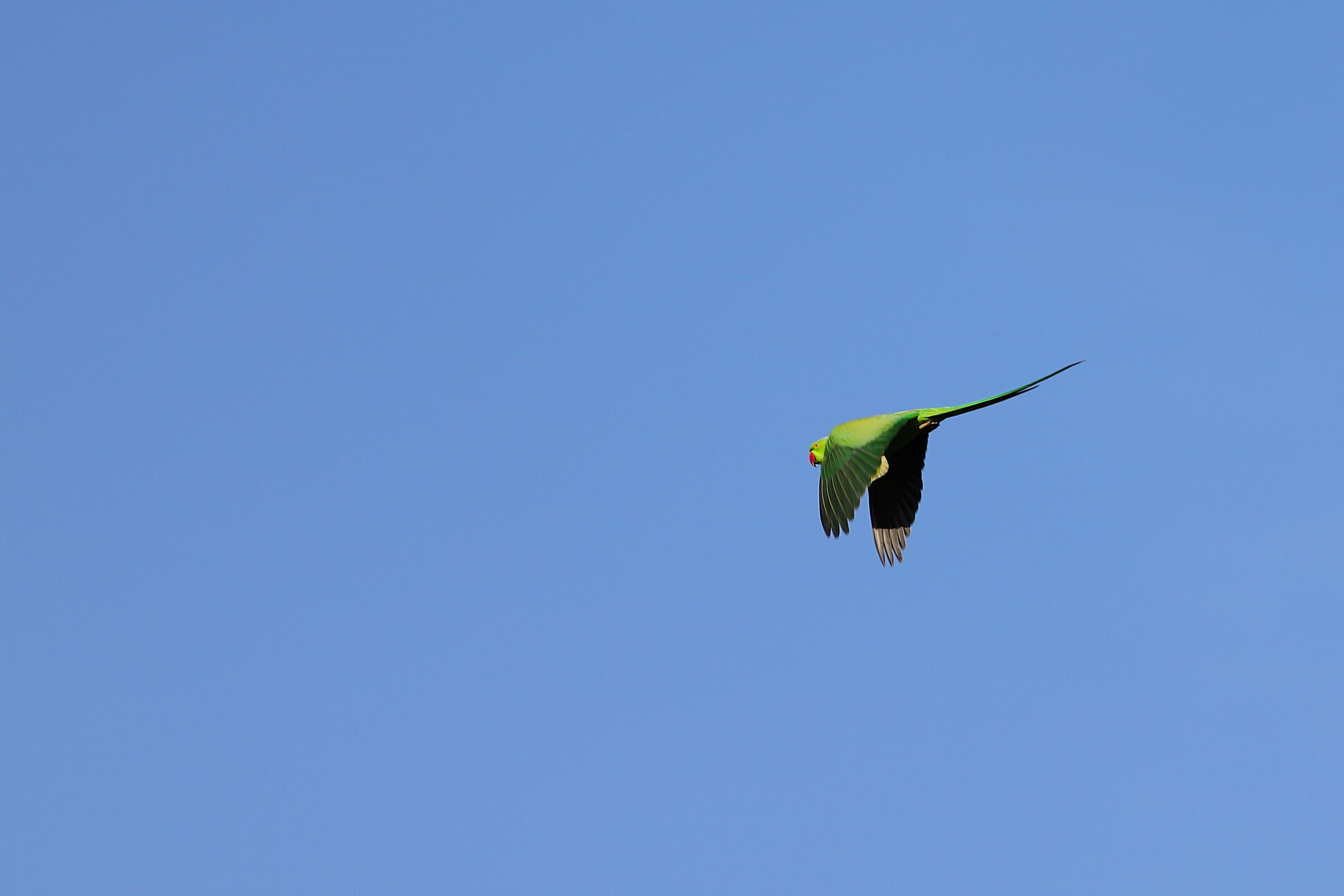 Collared parakeet
