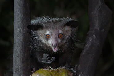 Daubentonia madagascariensis