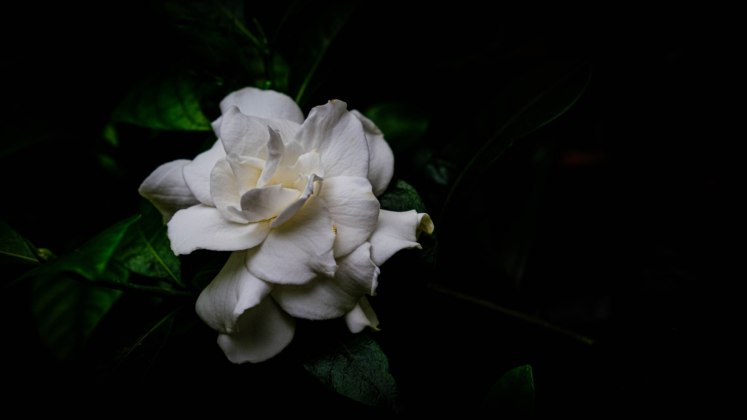 White from the imperceptible ruined