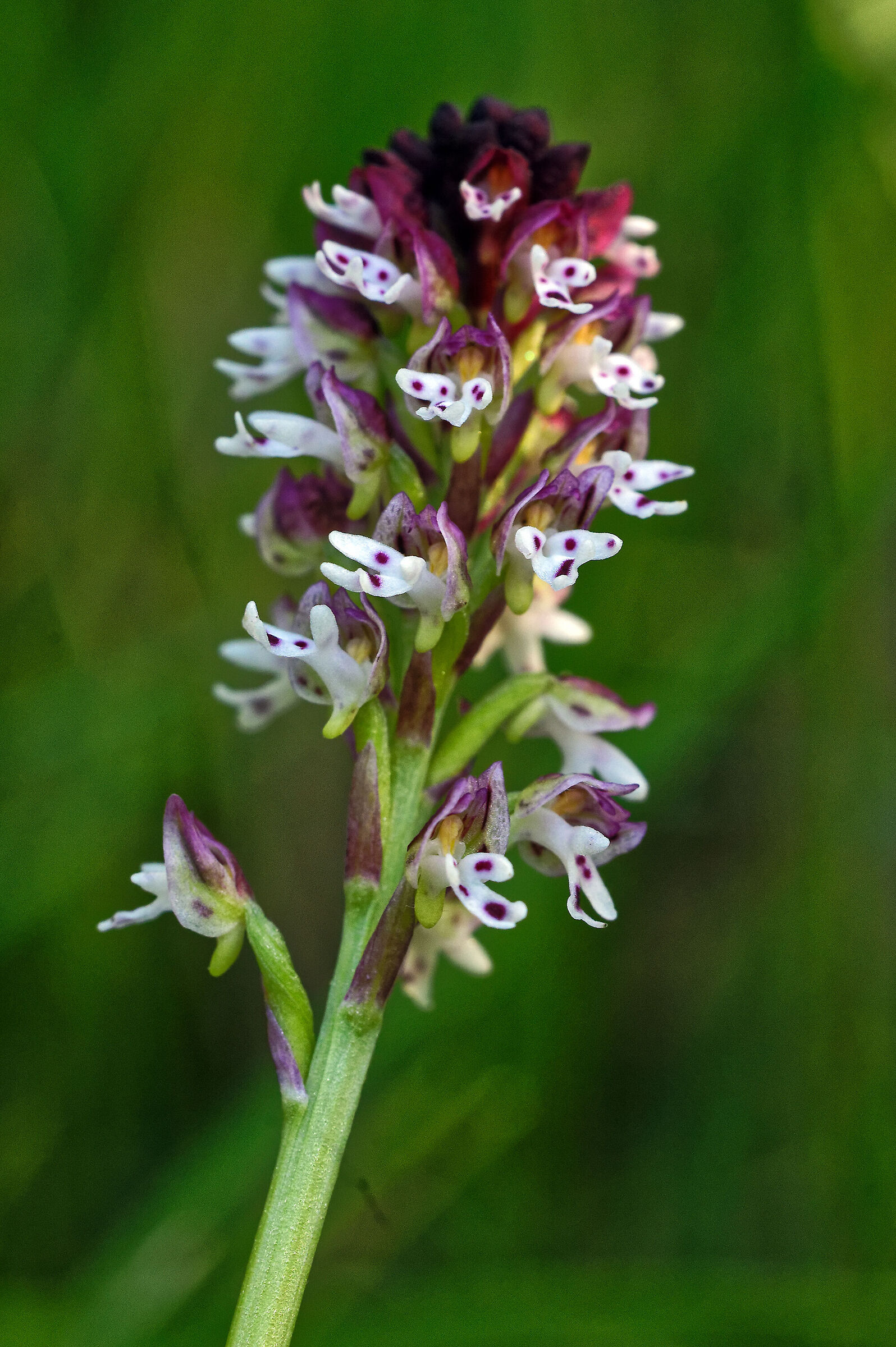 Neottinea ustulata