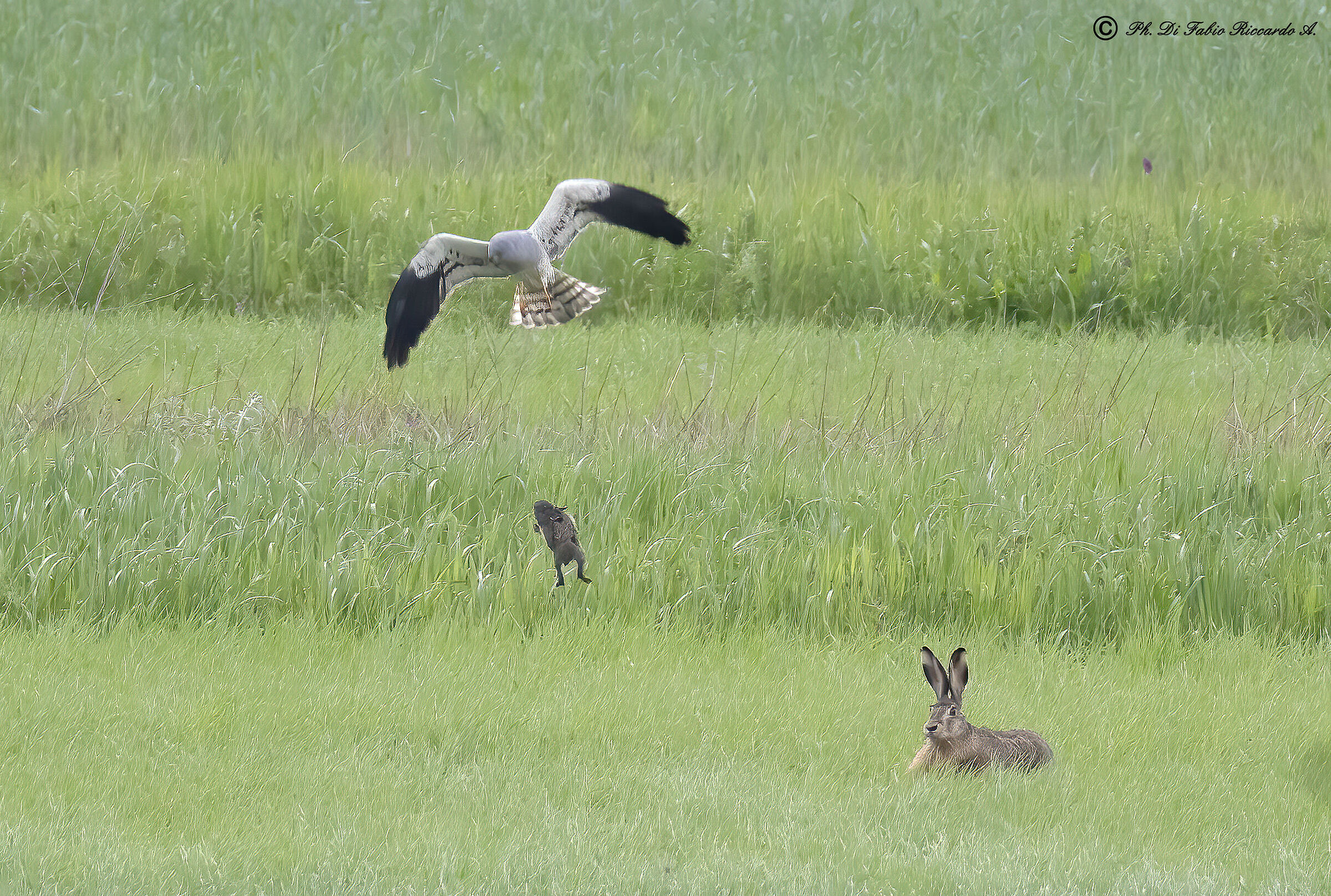 Il coraggio di mamma lepre