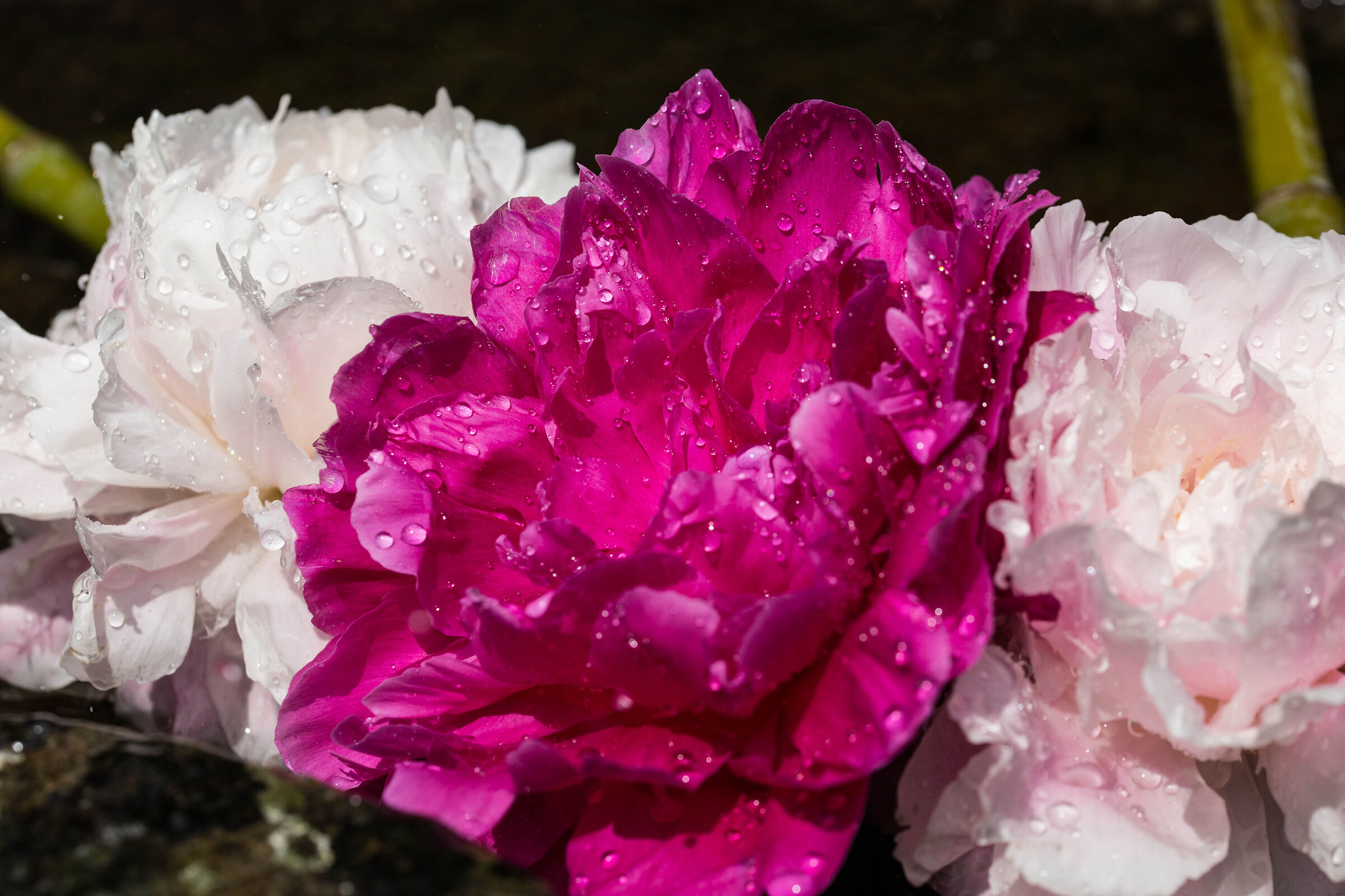 peonie