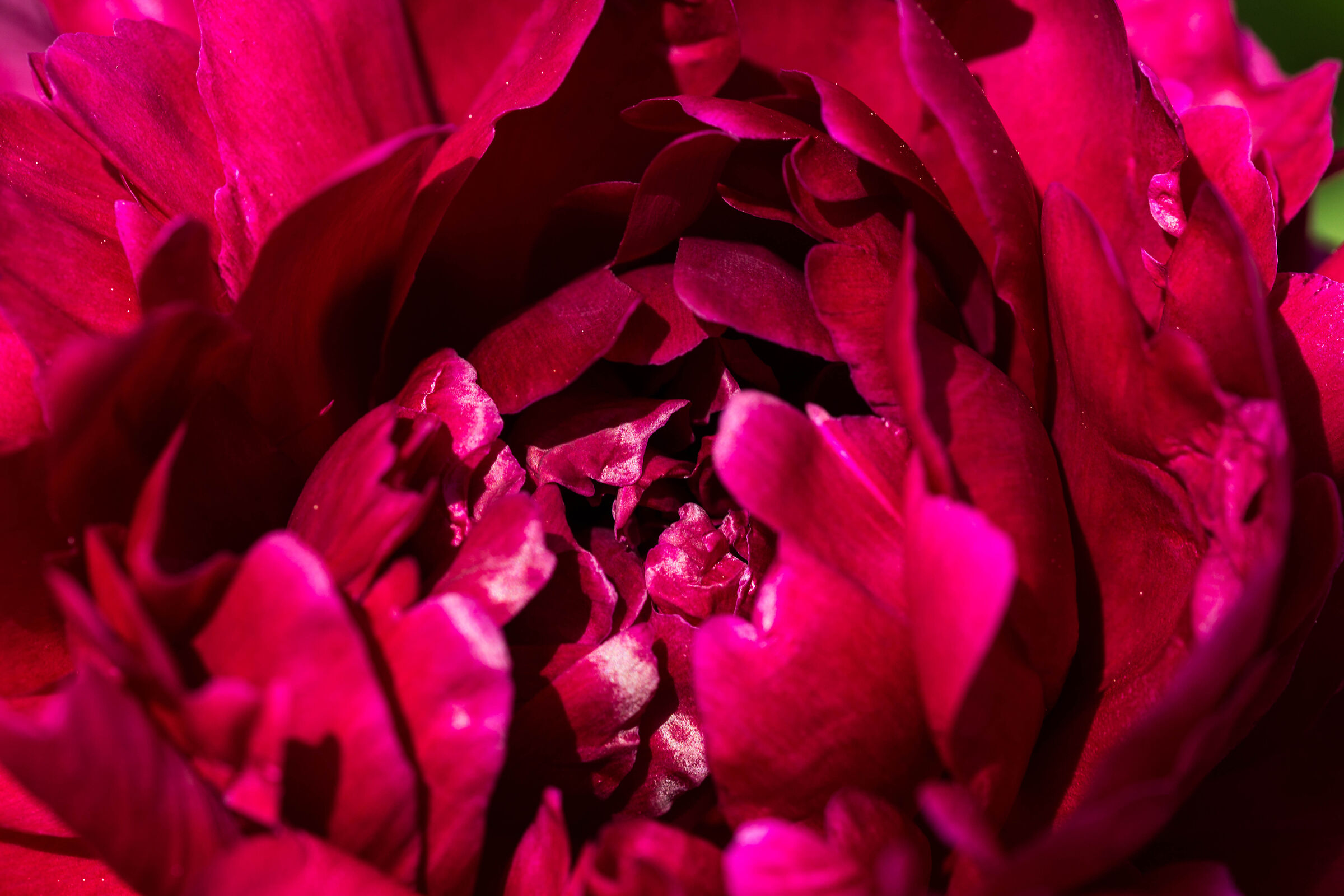 peonia