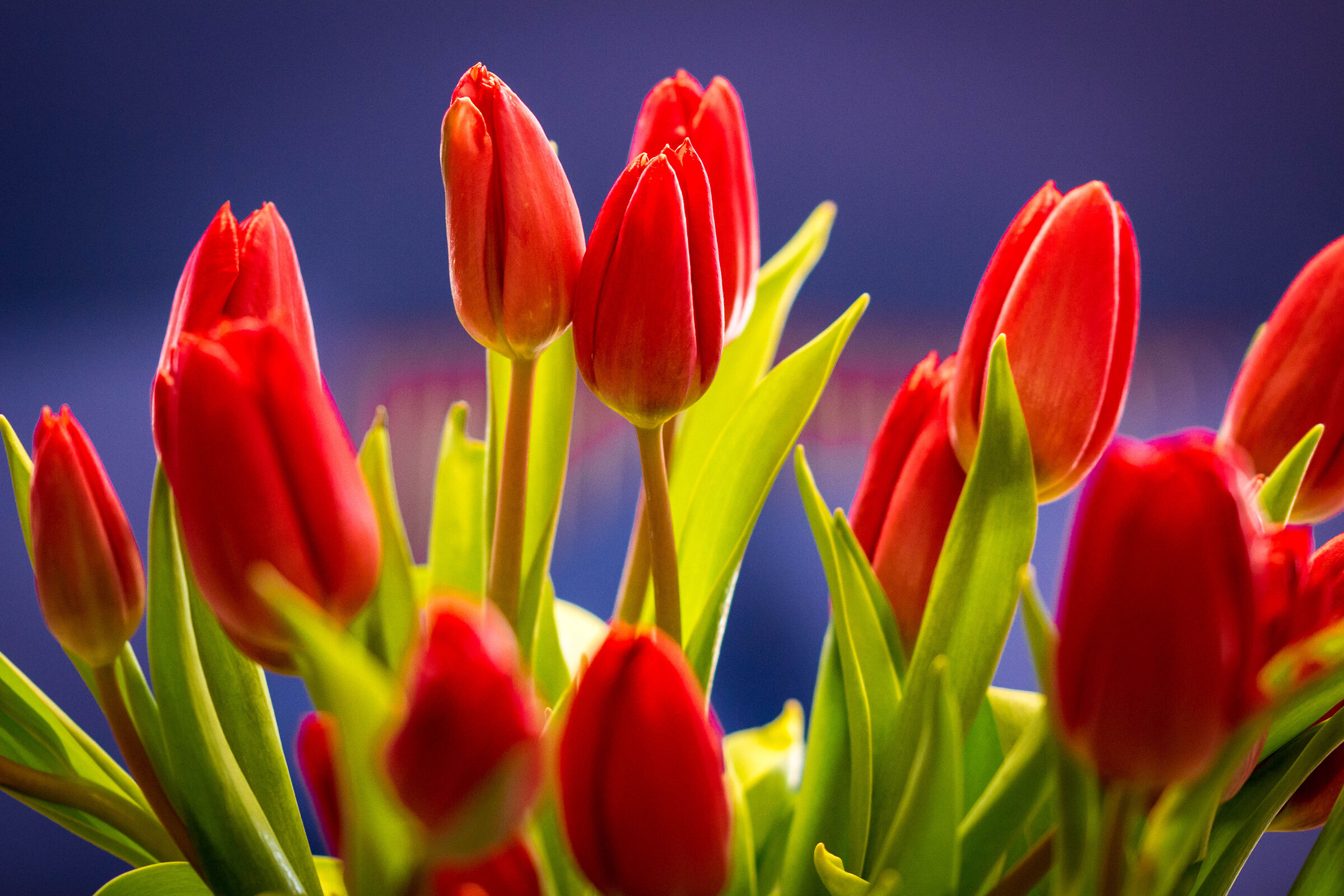 tulipani