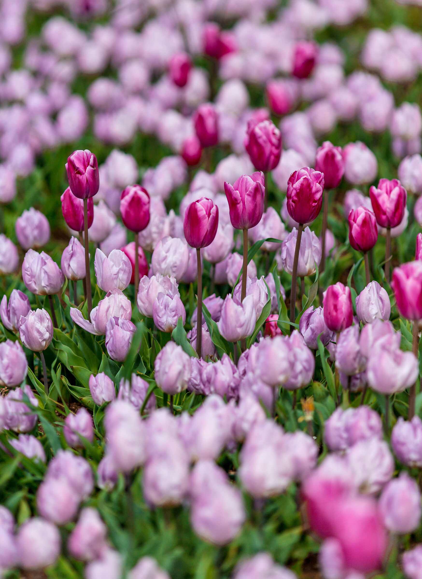 tulipani