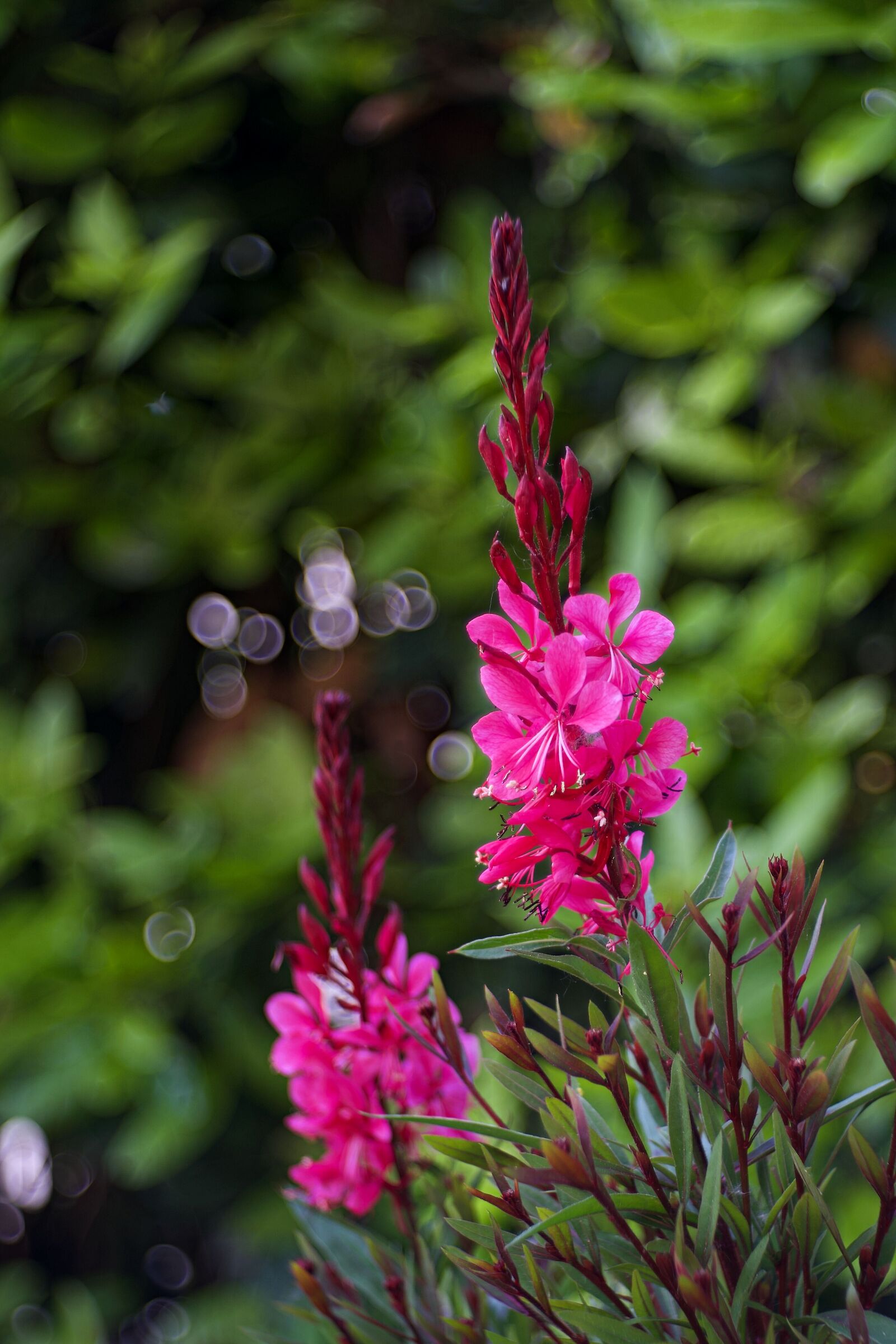 Gaura lindheimeri