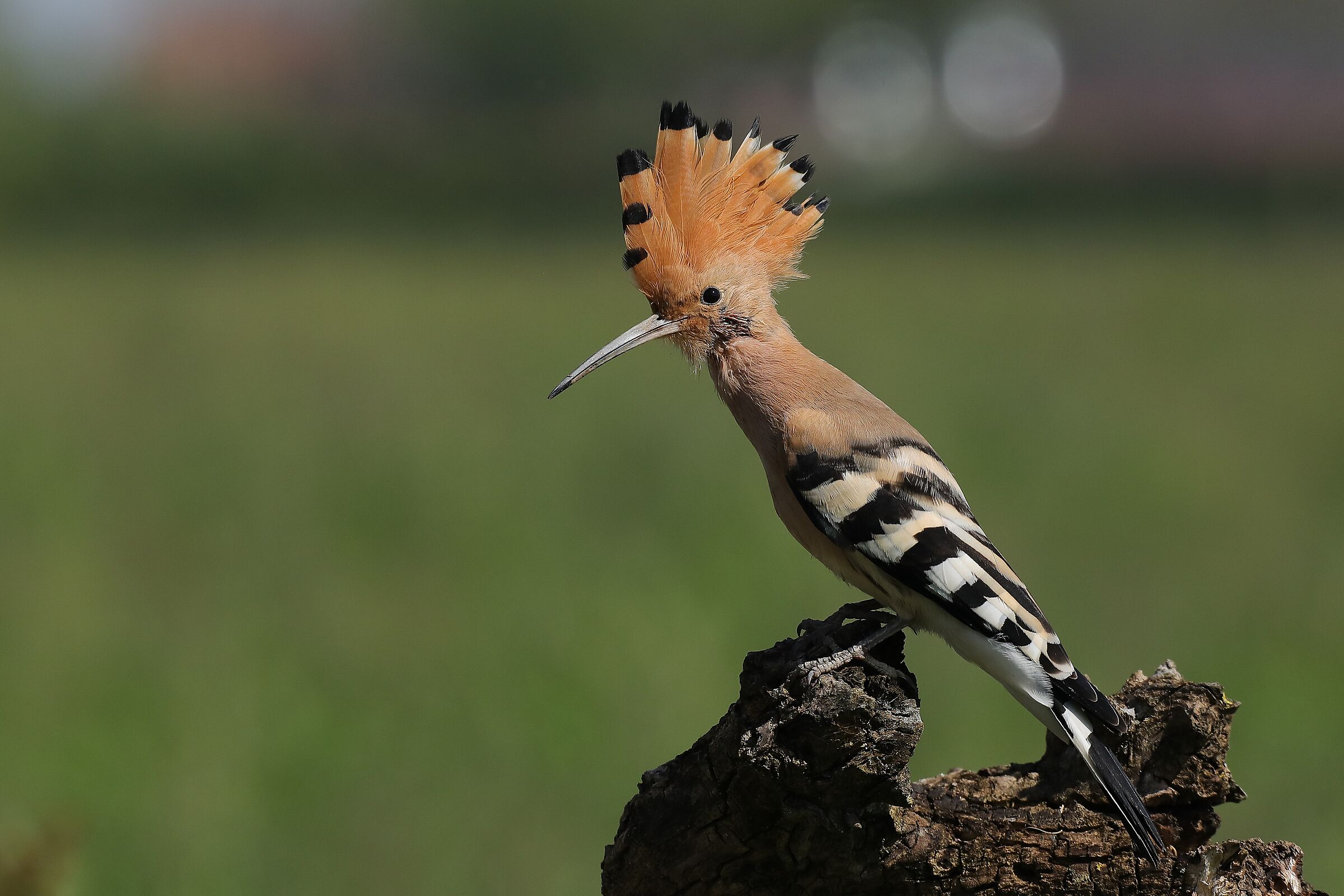 Hoopoe