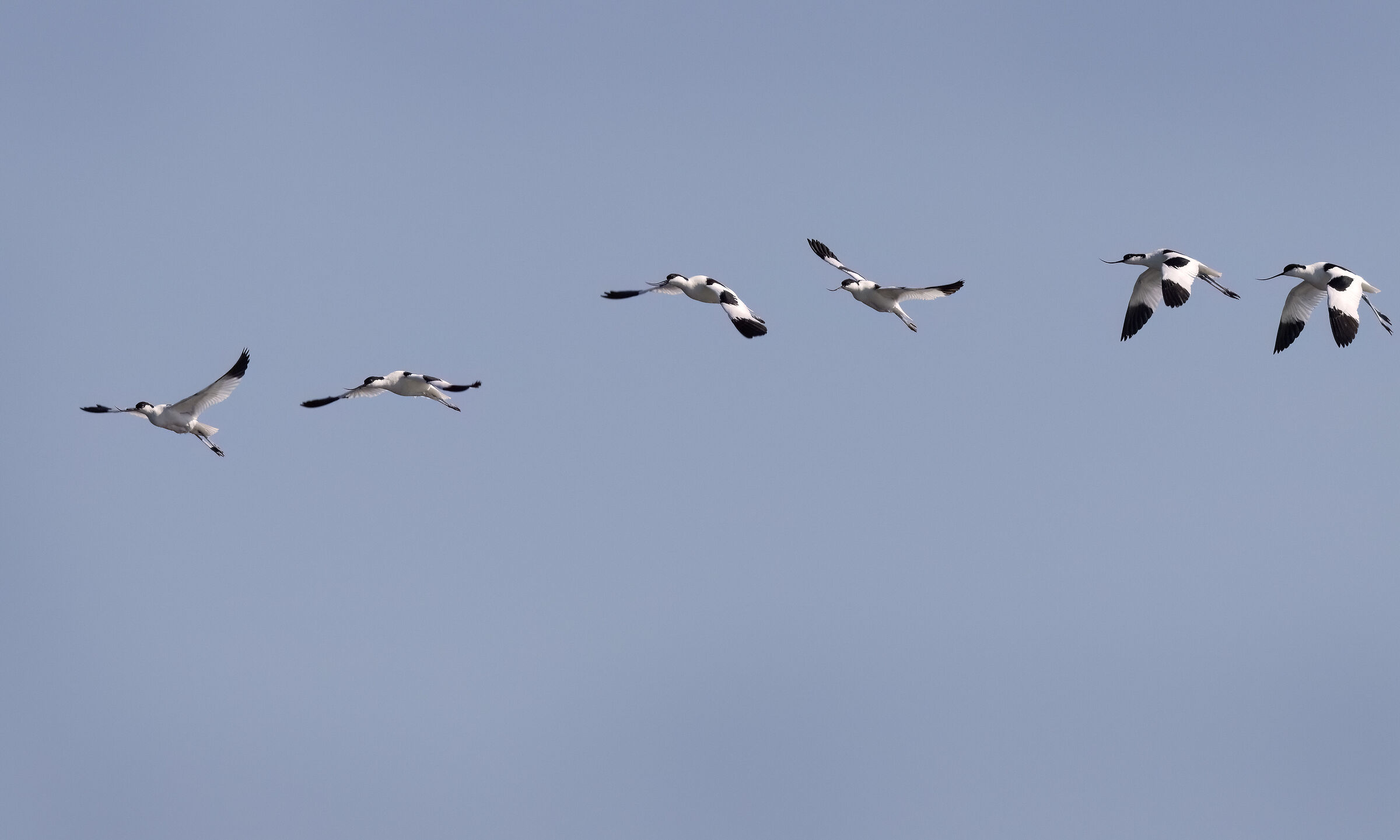 Avocette in volo