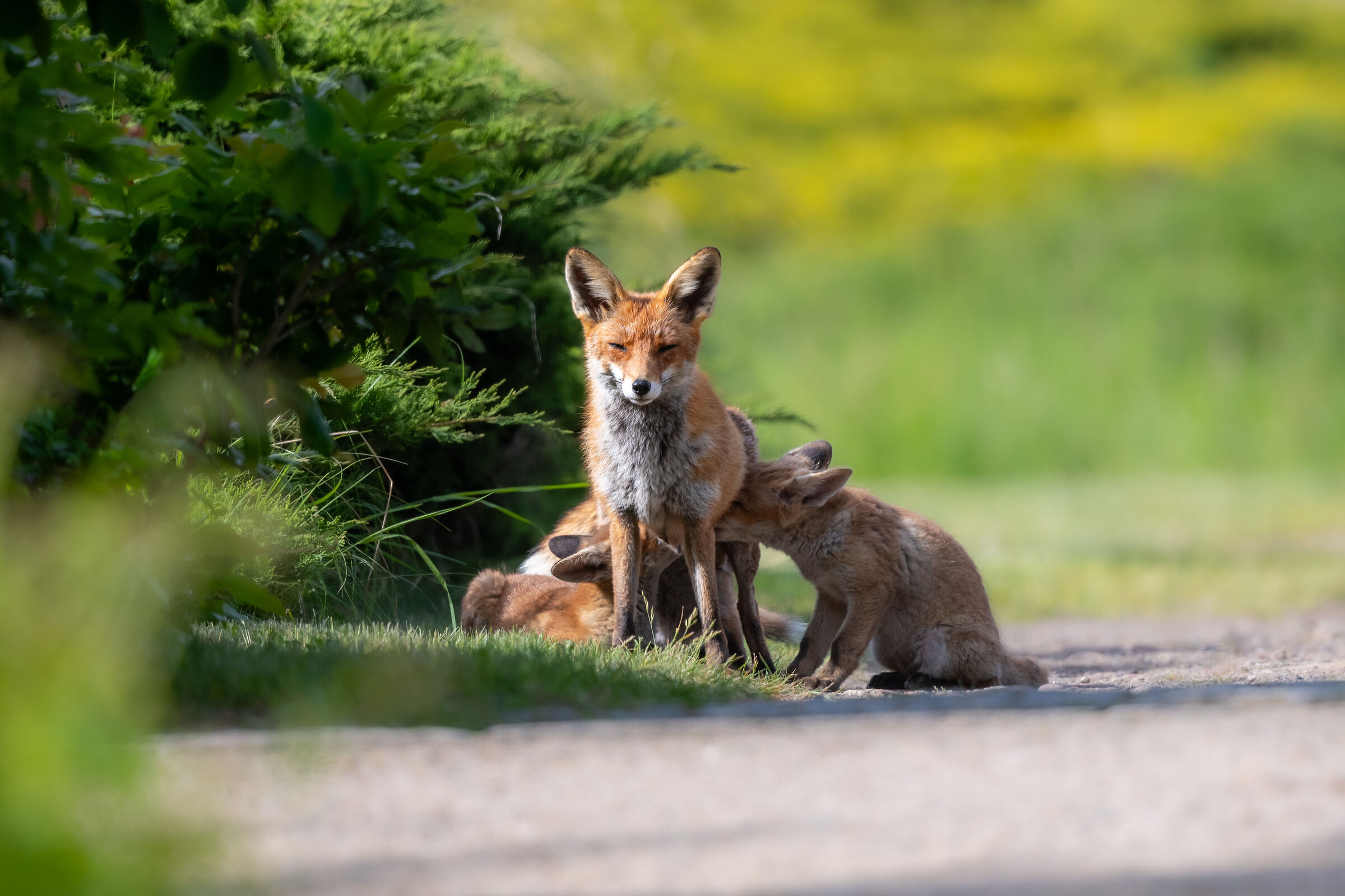 Buona festa della mamma!