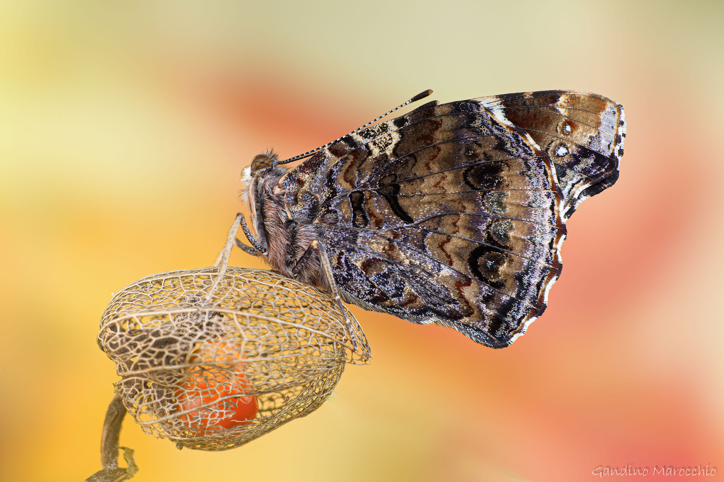 Vanessa Atalanta