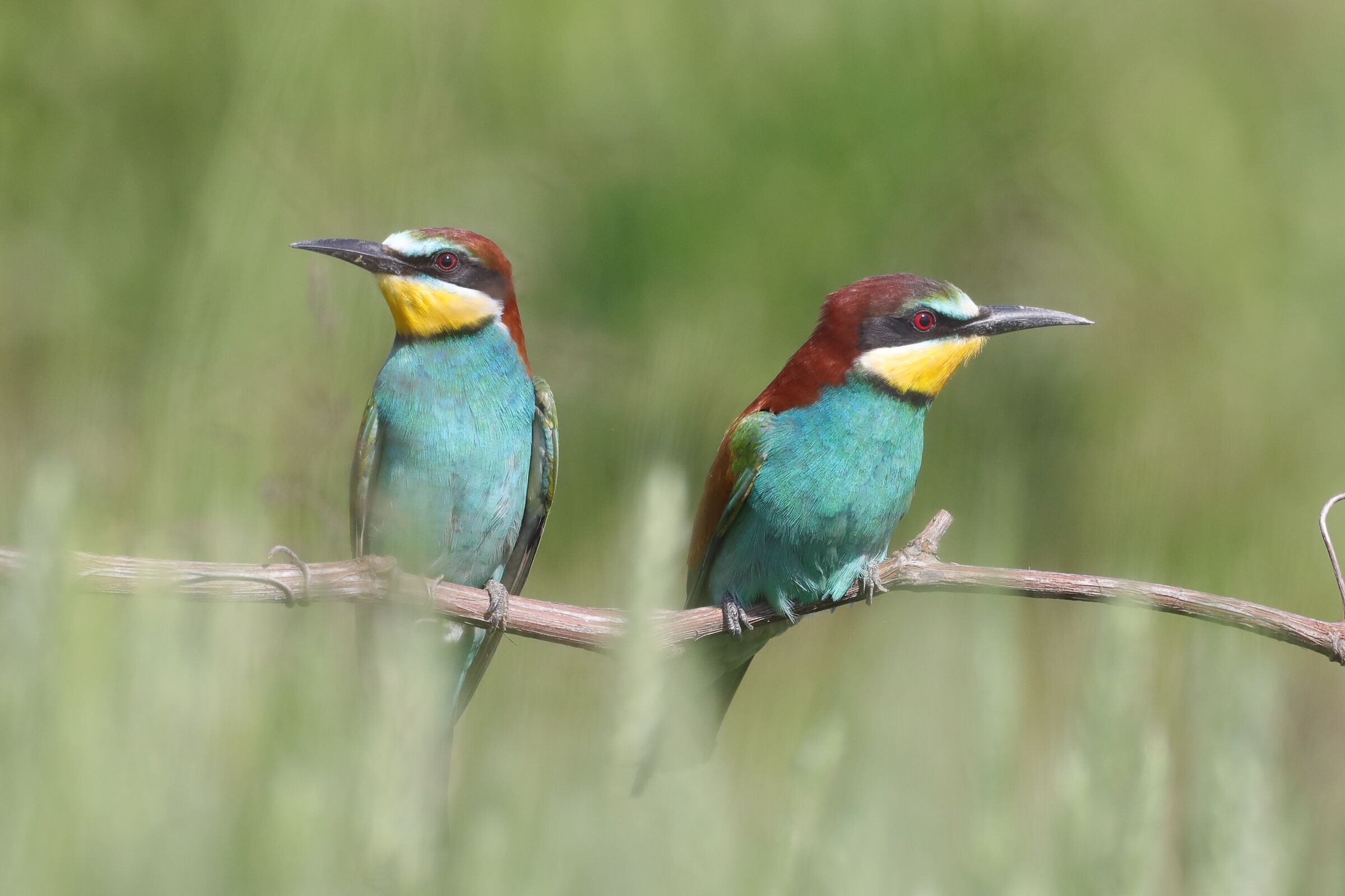 Bee-eaters
