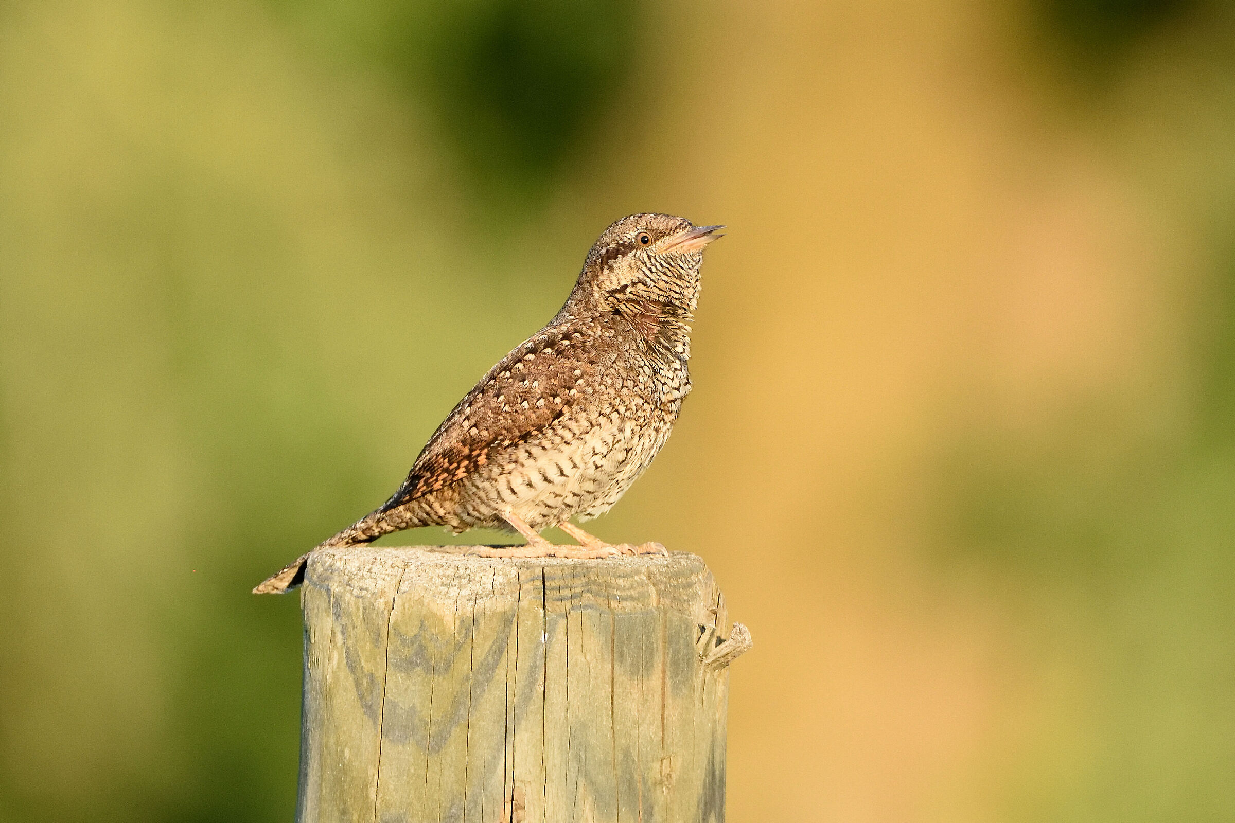 Wryneck